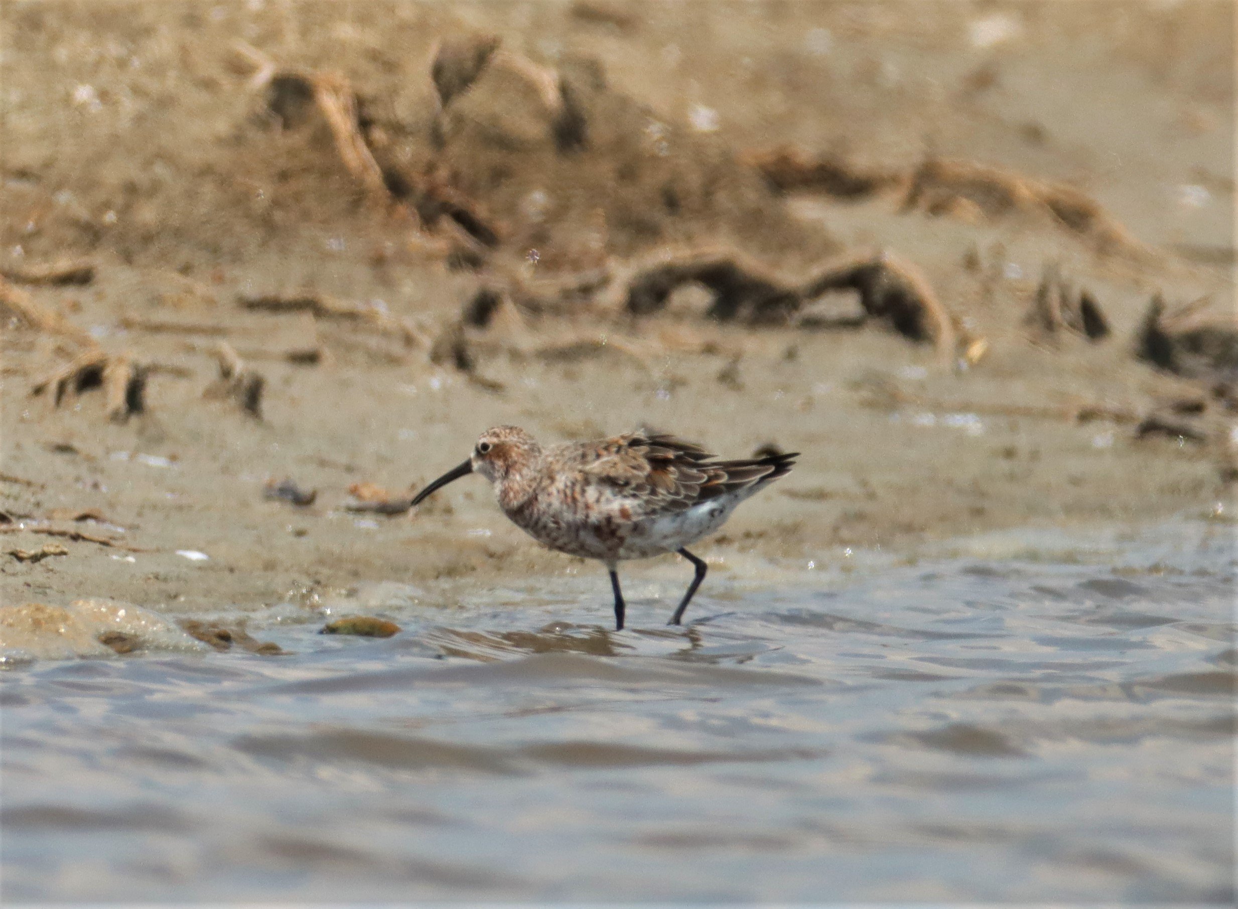 SANDPIPER - CURLEW SANDPIPER - Calidris ferruginea - BANG PAKONG SALT PANS CHACHOENGSAO WEST OF RIVER (7).jpg
