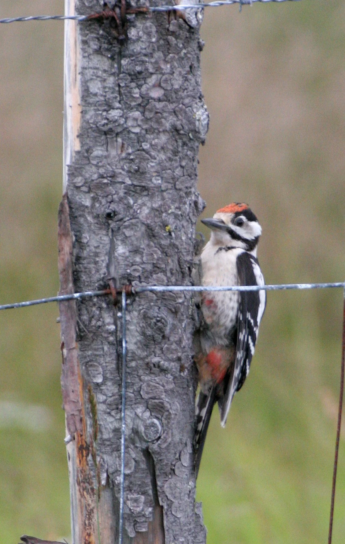 BIRD - WOODPECKER - GREAT SPOTTED - HORNOYA NORWAY (7).jpg