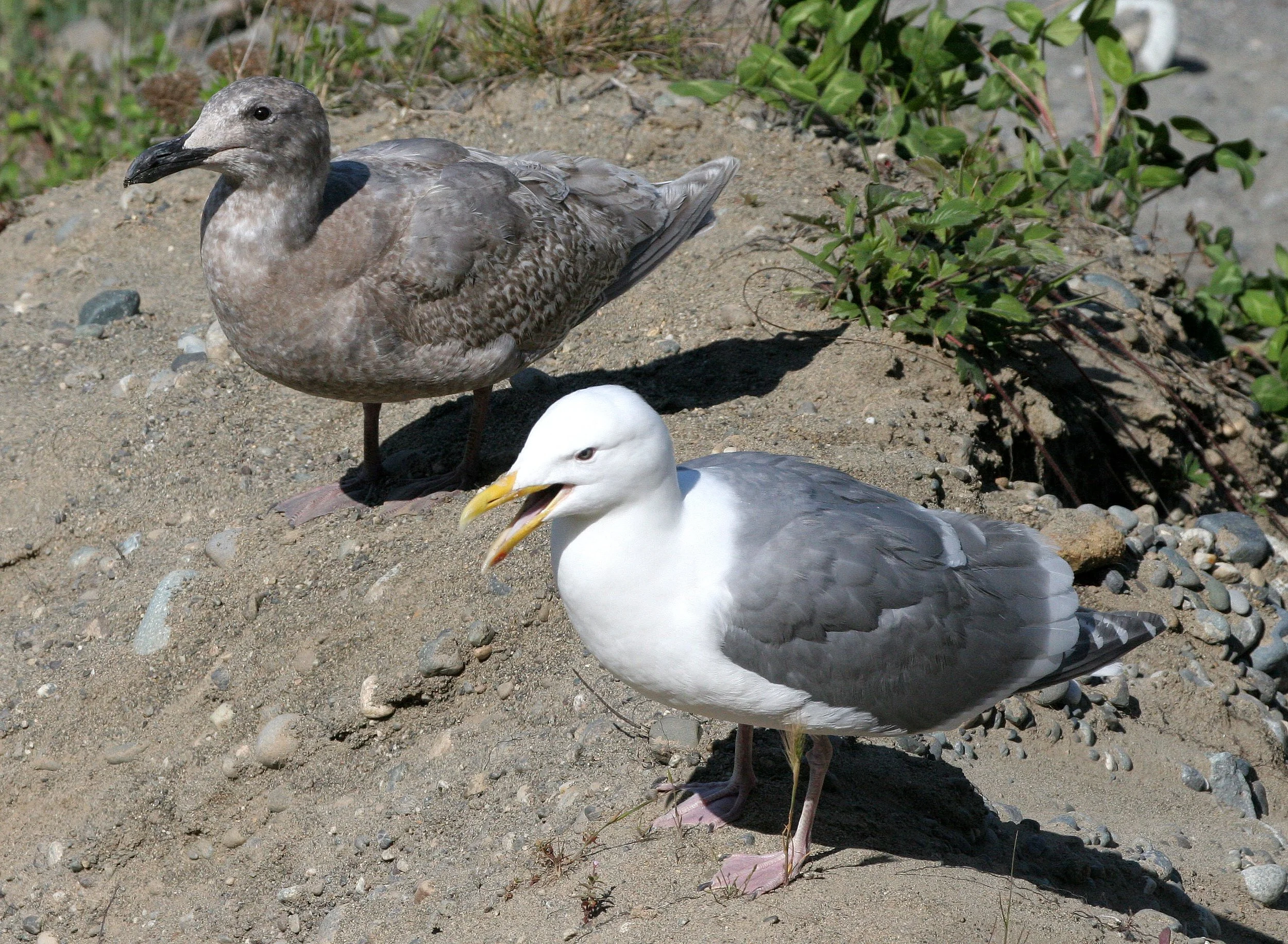 BIRD - GULL - GLAUCOUS WINGED GULL - DUNGENESS SPIT WILDLIFE RESERVE WA (11).JPG
