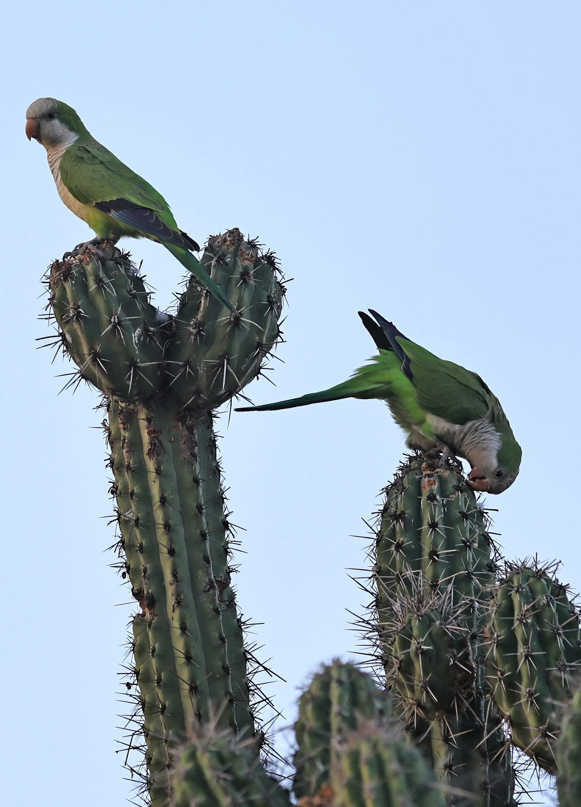 Monk Parakeet (Myiopsitta monachus) Fortin Toledo Paraguay  (2).jpg