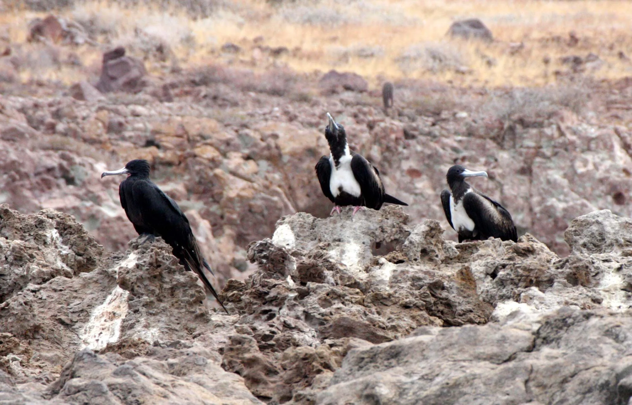 Magnificent Frigatebird (Fregata magnificens) Montserrat Island, Baja Mexico (2).JPG