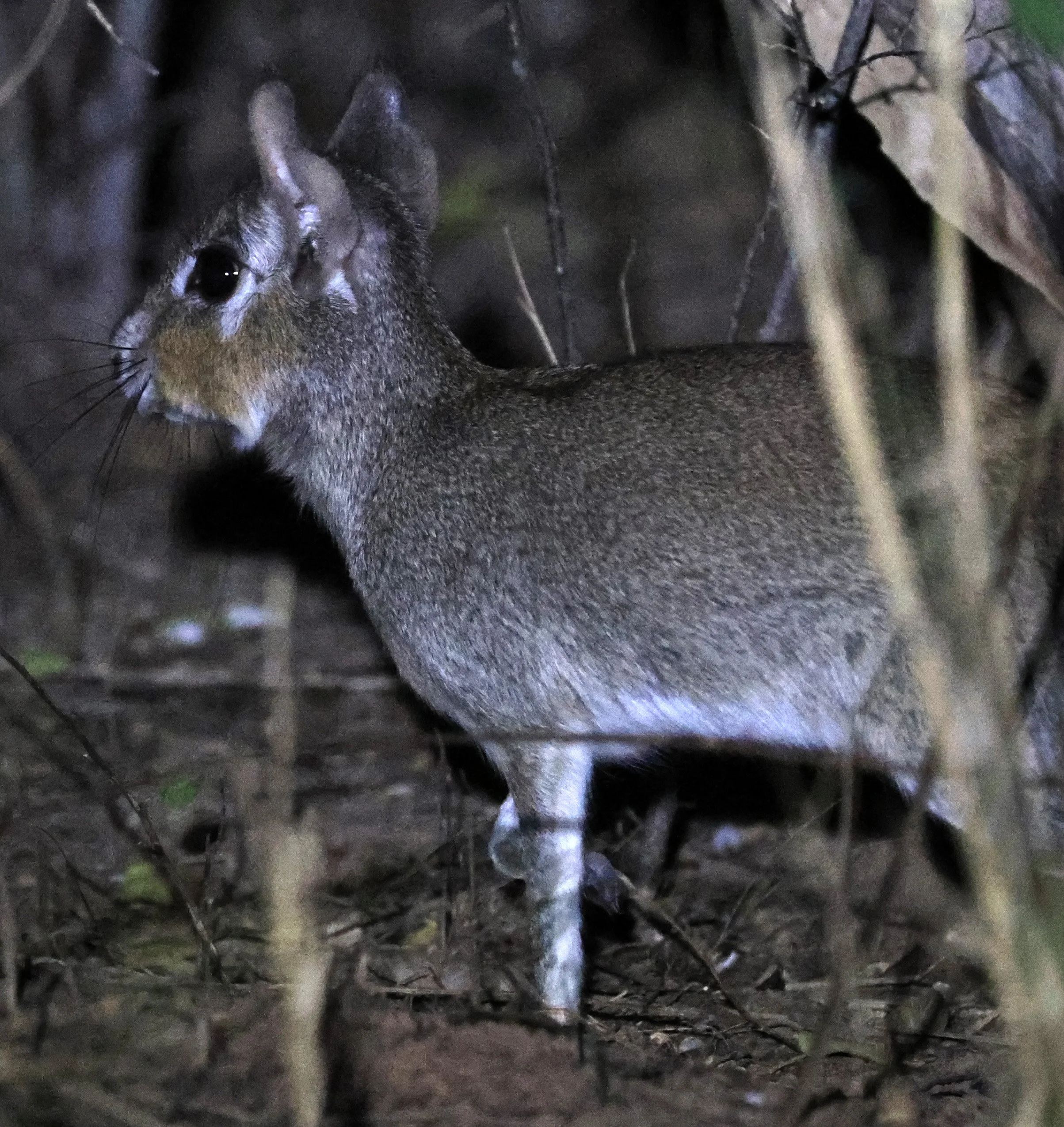 Chacoan Mara (Pediolagus salinicola) Agua Dulce Paraguay (7).jpg
