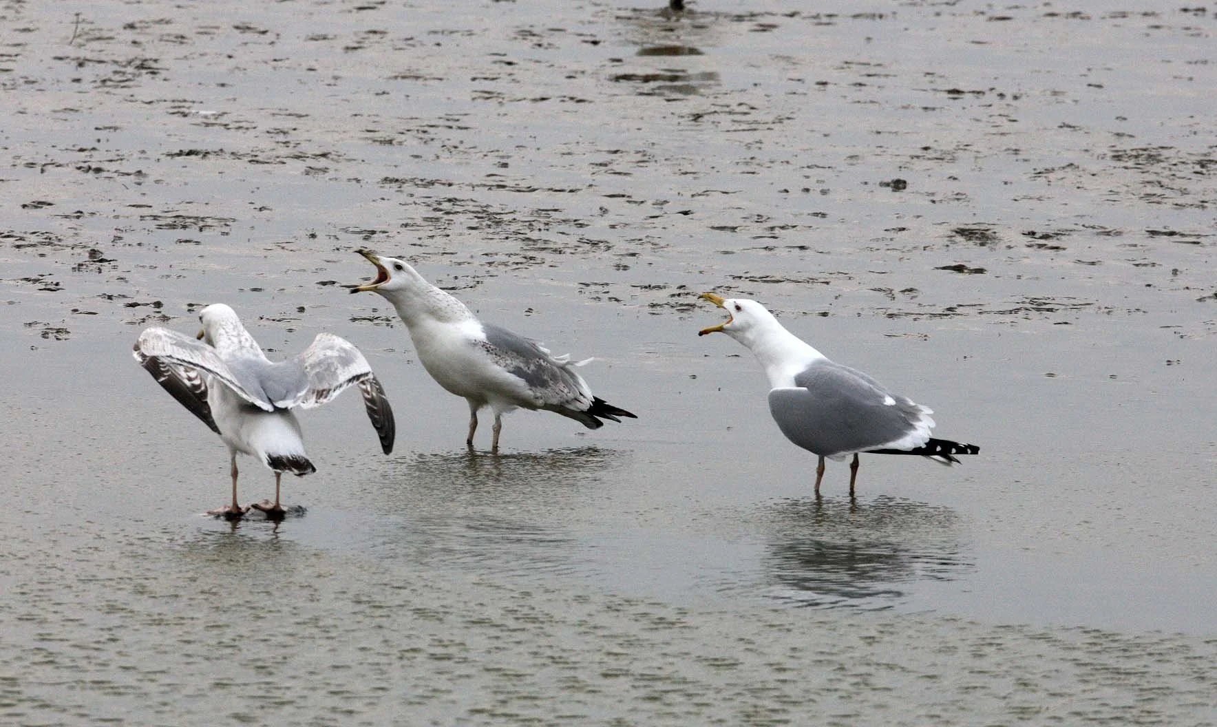 BIRD - GULL - MONGOLIAN GULL - YANCHENG CHINA (9).JPG