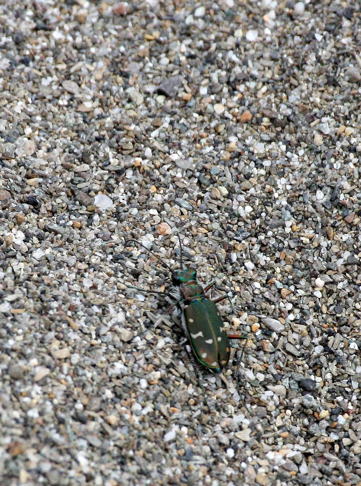 INVERTS - COLEOPTERA - CICCINDELIDAE - CICCINDELA SPECIES - ELWHA RIVER TRAILS.JPG