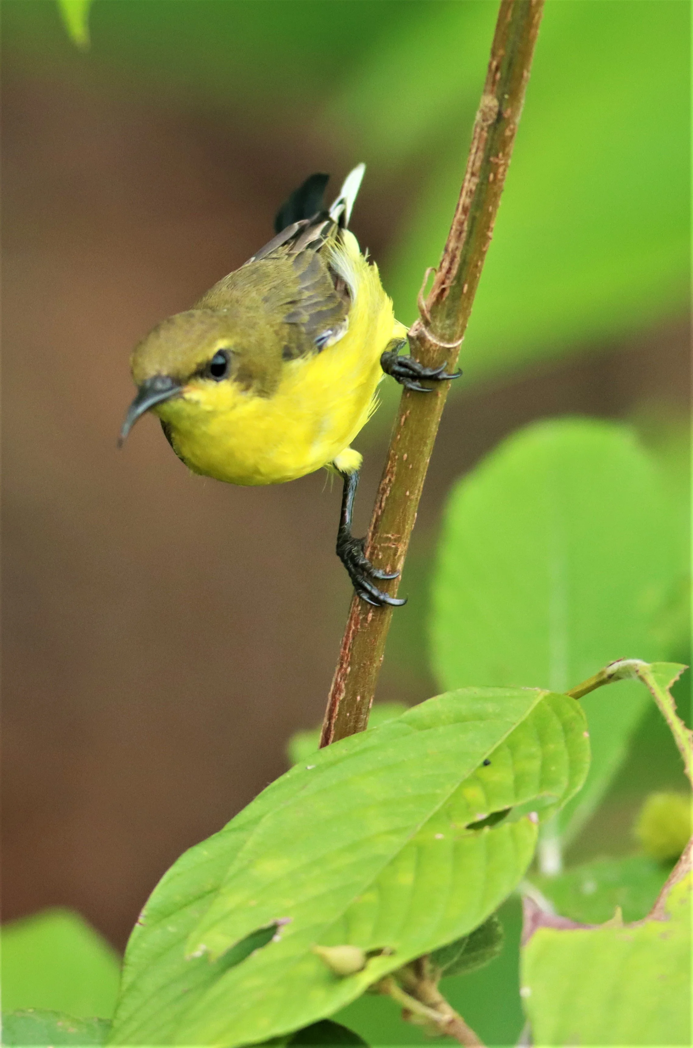SUNBIRD - OLIVE-BACKED SUNBIRD - Nectarinia jugularis - NONG YA PLONG PETCHABURI (9).jpg