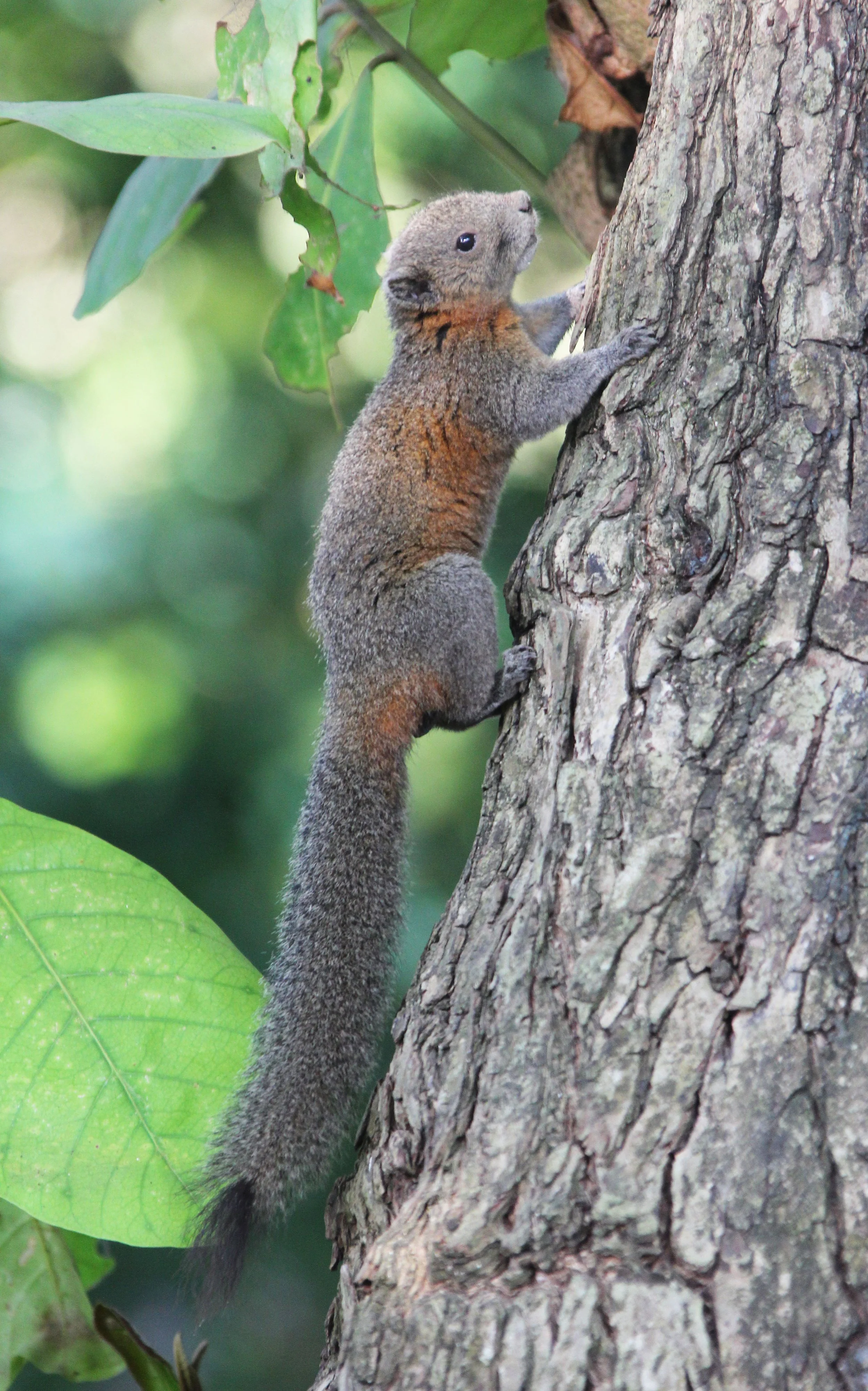 Callosciurus caniceps -  SIMILAN ISLANDS FEB 8-13, 2015 THAILAND (346).JPG