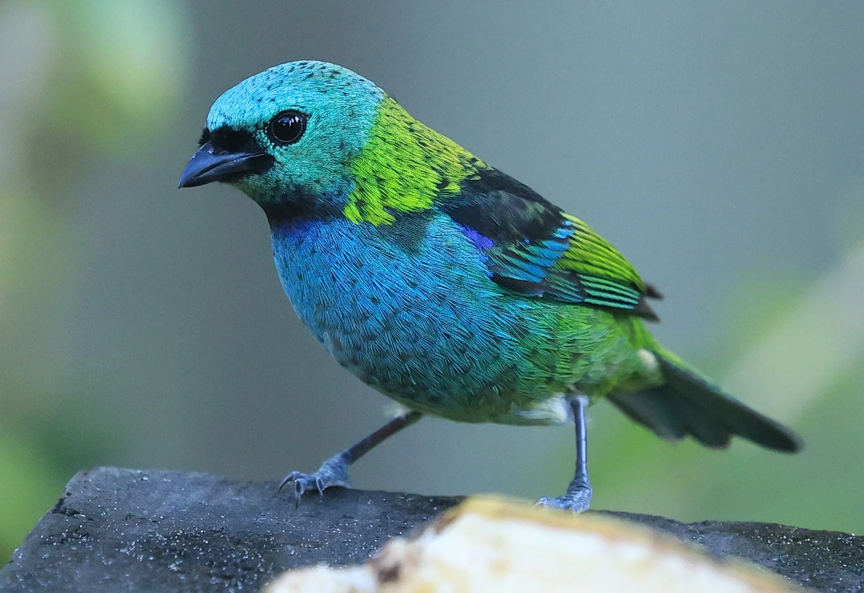 Green-headed Tanager (Tangara seledon)  Superagui National Park, Brazil (224).jpg