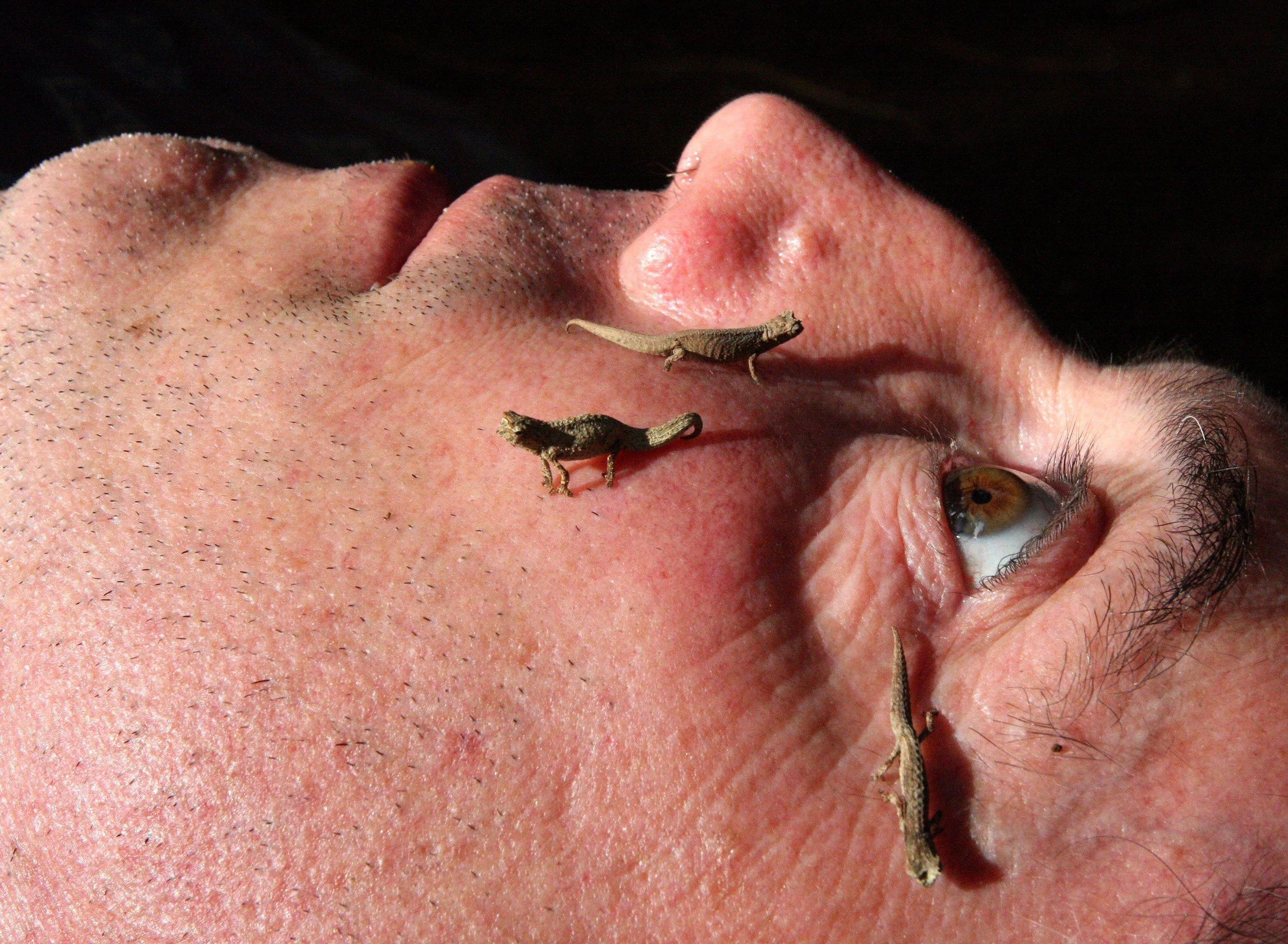 Brookesia tuberculata - MONTAGNE D'AMBRE LEAF CHAMELEON - MONTAGNE D'AMBRE NATIONAL PARK  - WORLD'S SMALLEST SPECIES (31).JPG