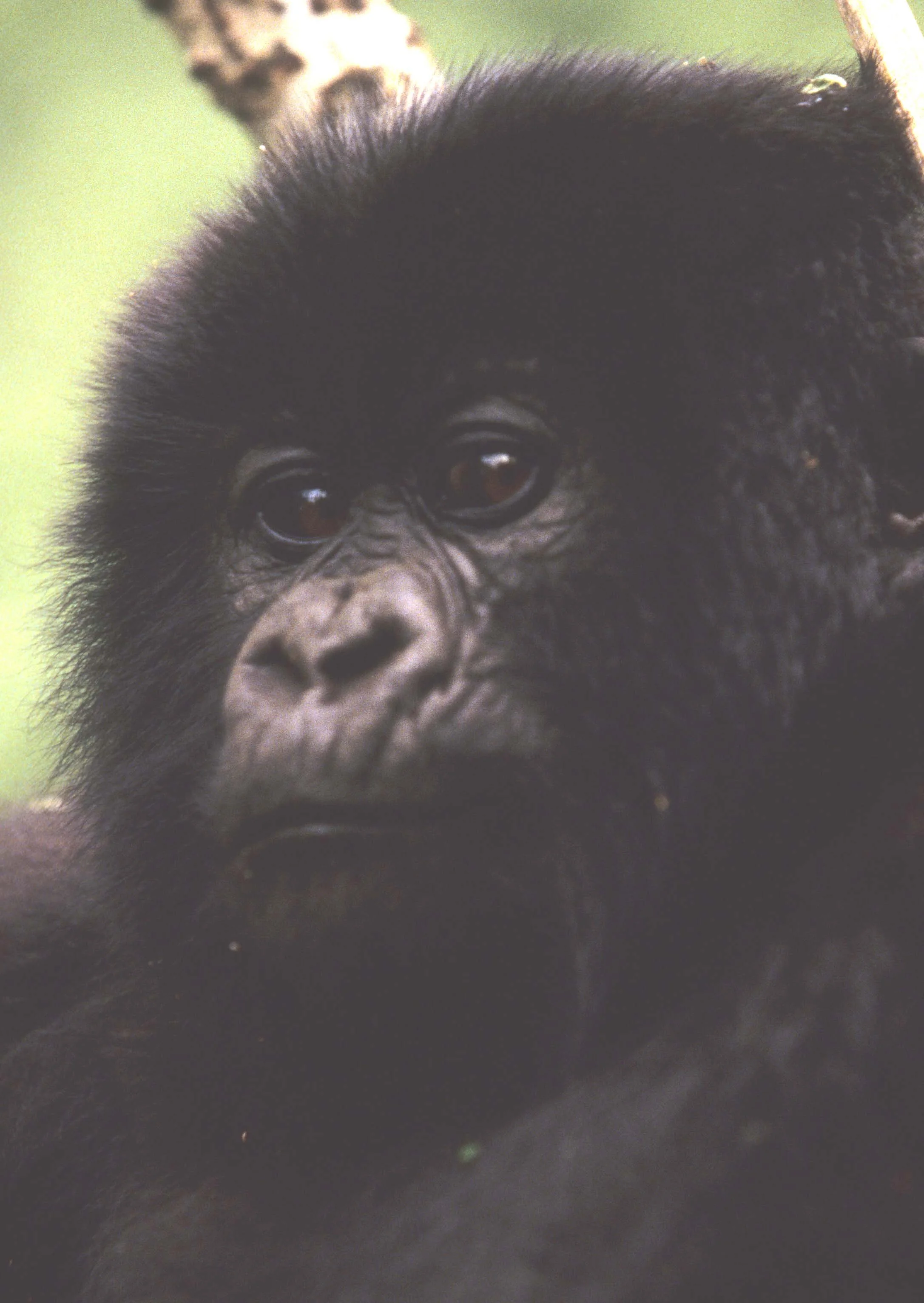 PRIMATE - GORILLA-RWANDA PARC DU VULCANS (5).jpg