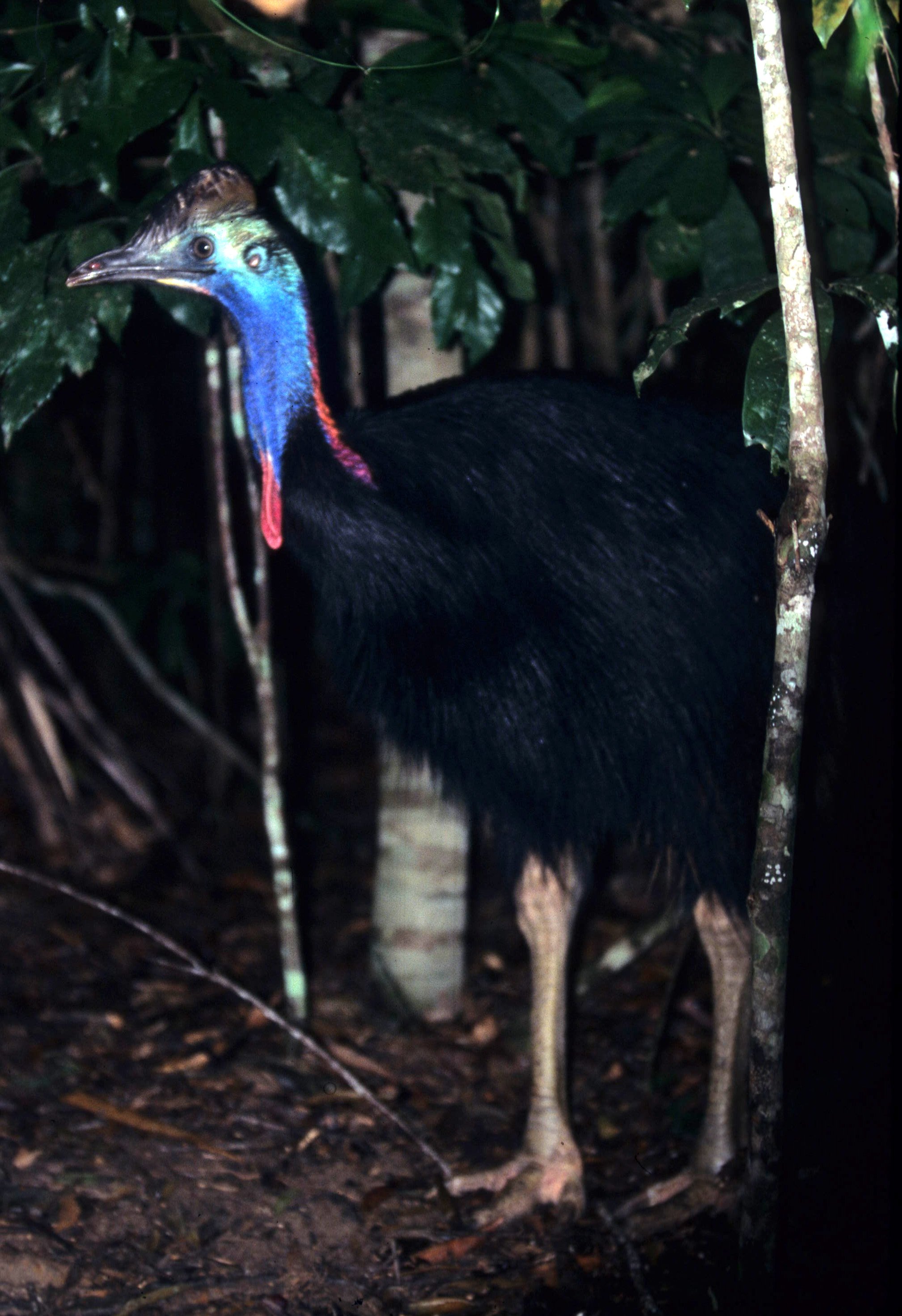 BIRD - SOUTHERN CASSOWARY - DAINTREE RAINFOREST H.jpg