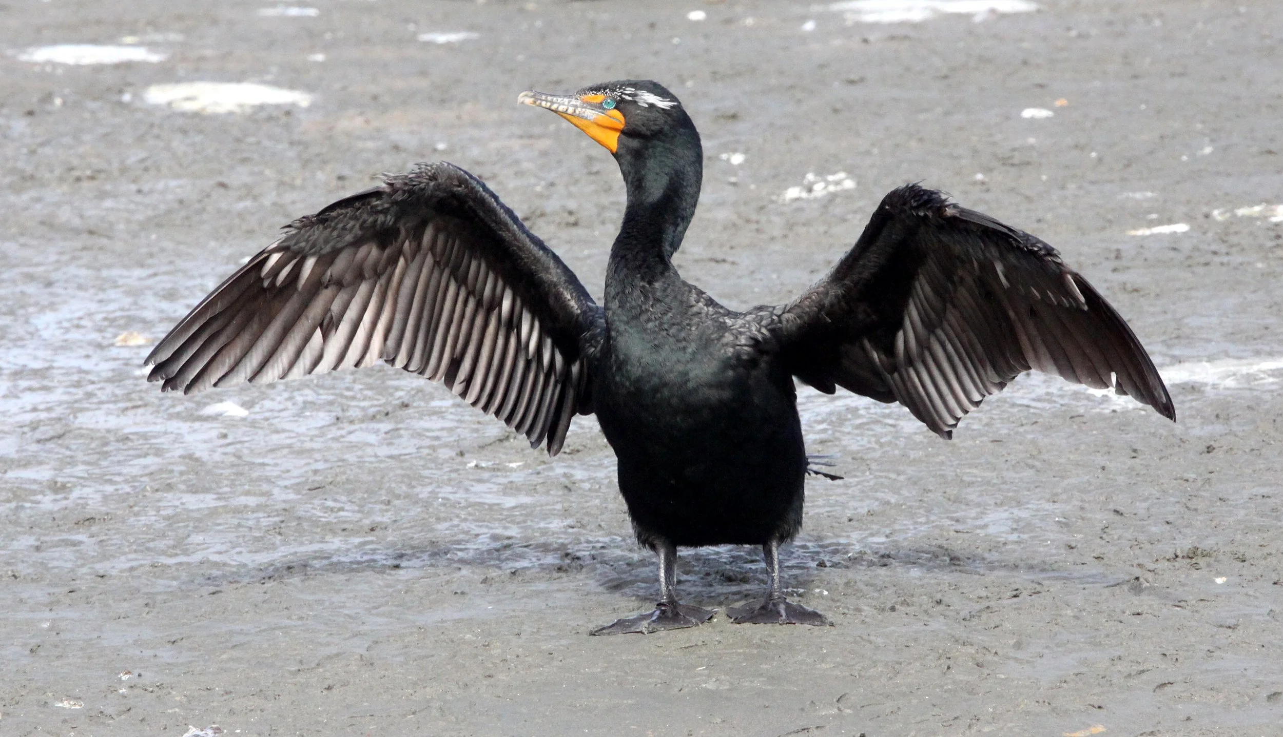 Nannopterum auritum - Double-crested Cormorant - Elkhorn Slough, California (6).JPG