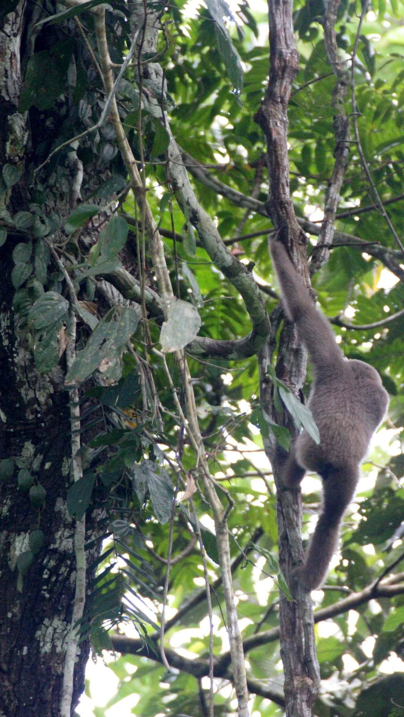 HYLOBATIDAE - Hylobates muelleri - MUELLER'S (GRAY) GIBBON - TABIN WILDLIFE RESERVE  (23).JPG
