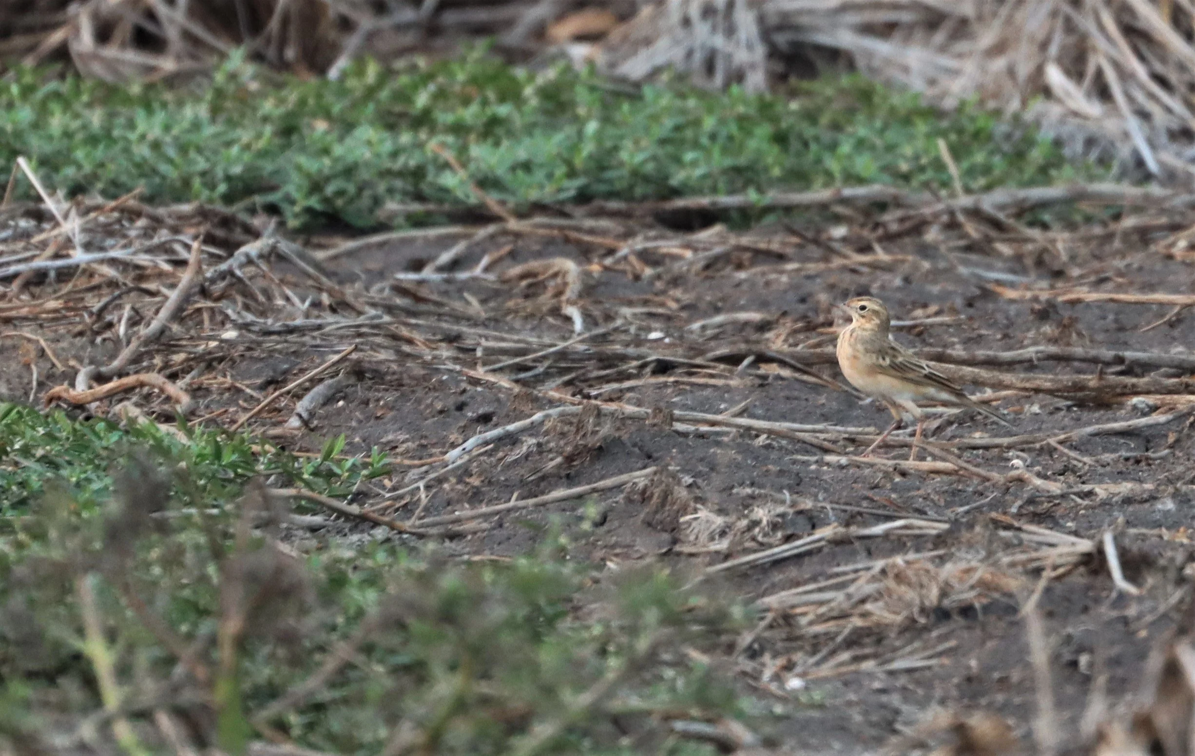 Paddyfield Pipit (Anthus rufulus) LAT KRABANG RICE FIELDS (3).jpg