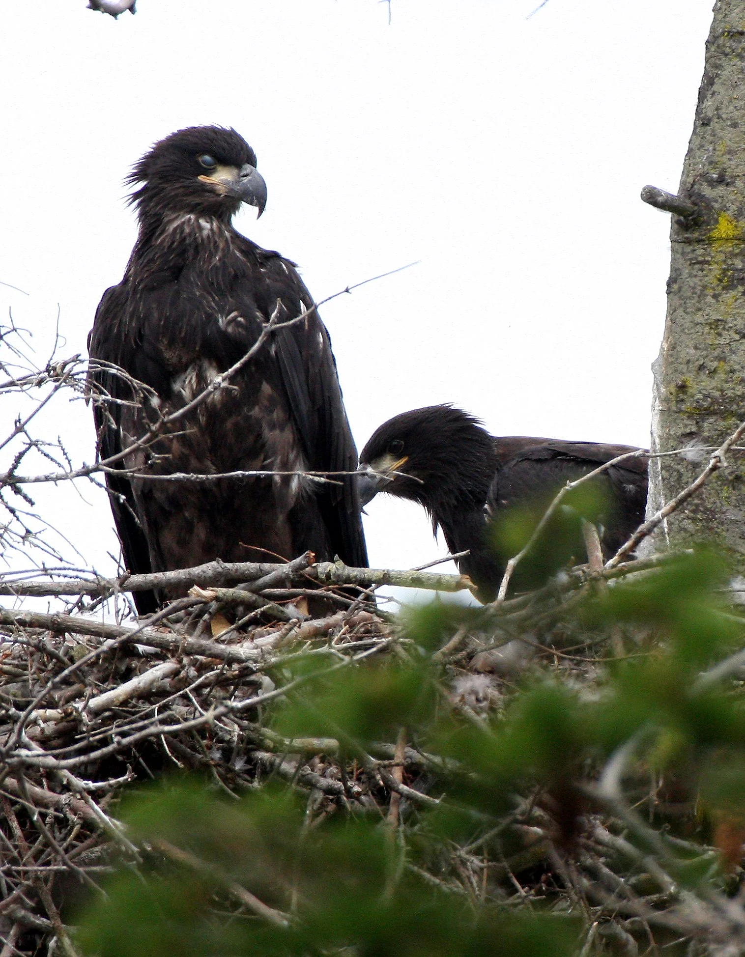 Haliaeetus leucocephalus - AMERICAN BALD EAGLE - CHICKS - CLINE SPIT OVERLOOK - SEQUIM DUNGENESS BLUFFS (48).JPG