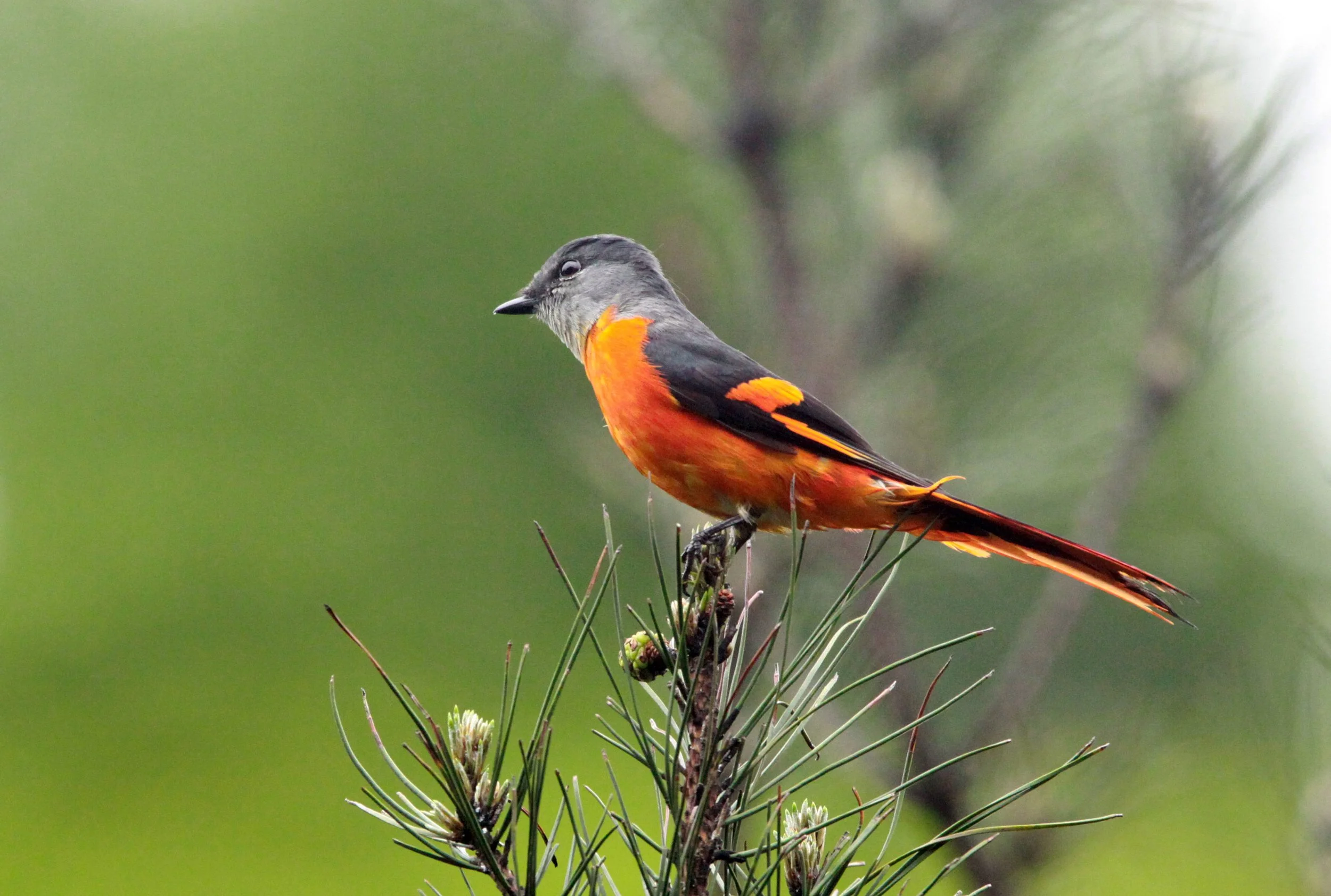 Gray-chinned Minivet (Pericrocotus solaris) Anhui Province China (6).JPG
