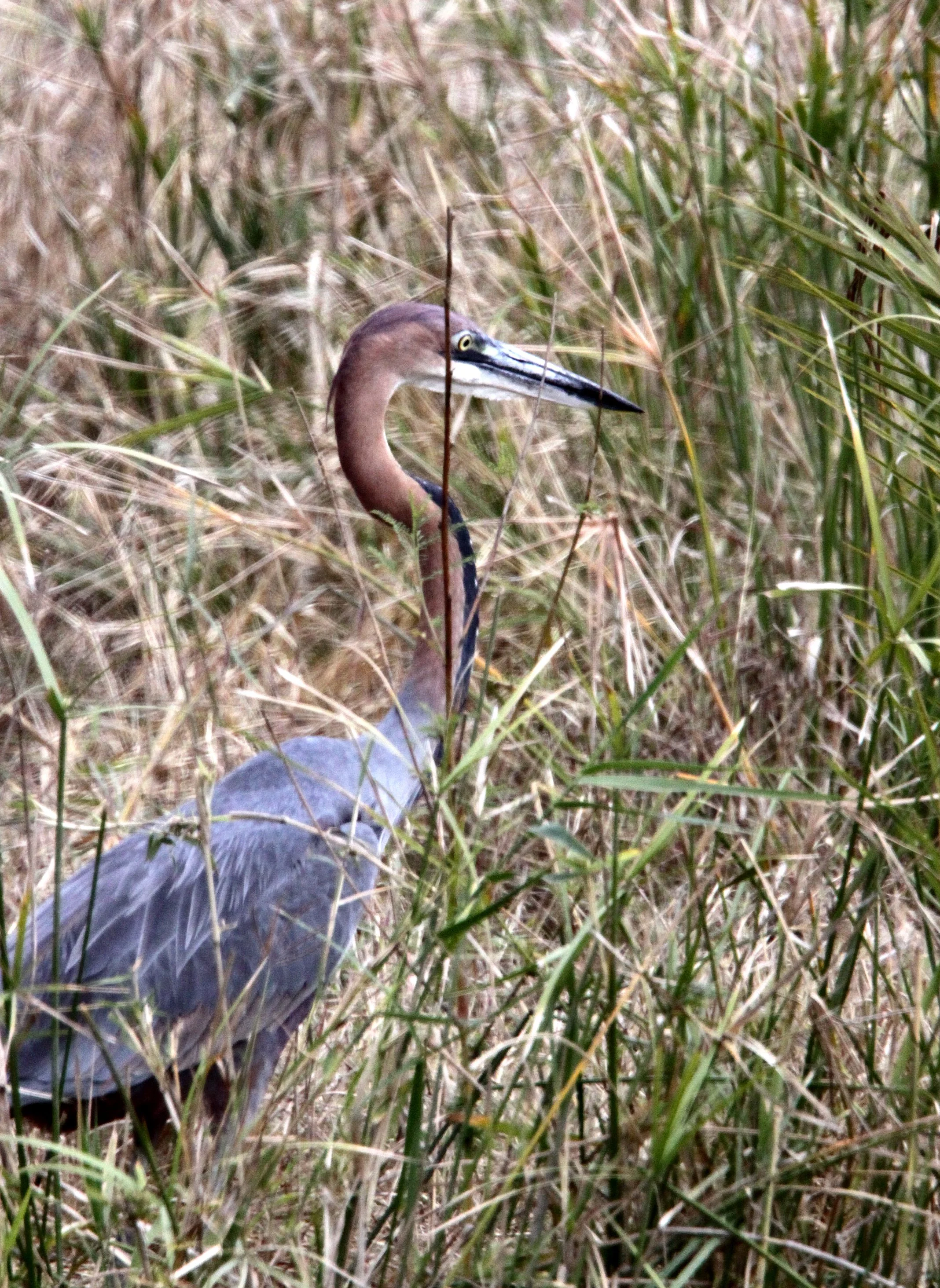 HERON - GOLIATH HERON - Ardea goliath - KRUGER NATIONAL PARK SOUTH AFRICA (28).JPG