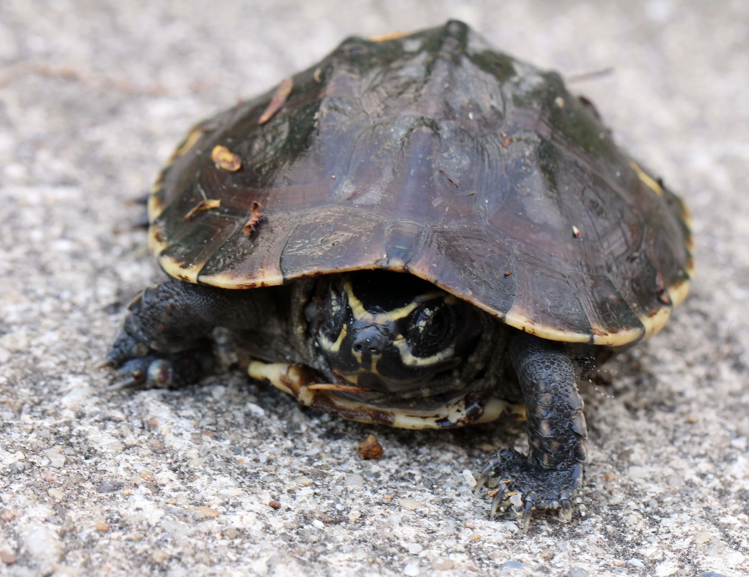 2013 in Nakhonsithammarat and some Krabi with Family (241).JPG