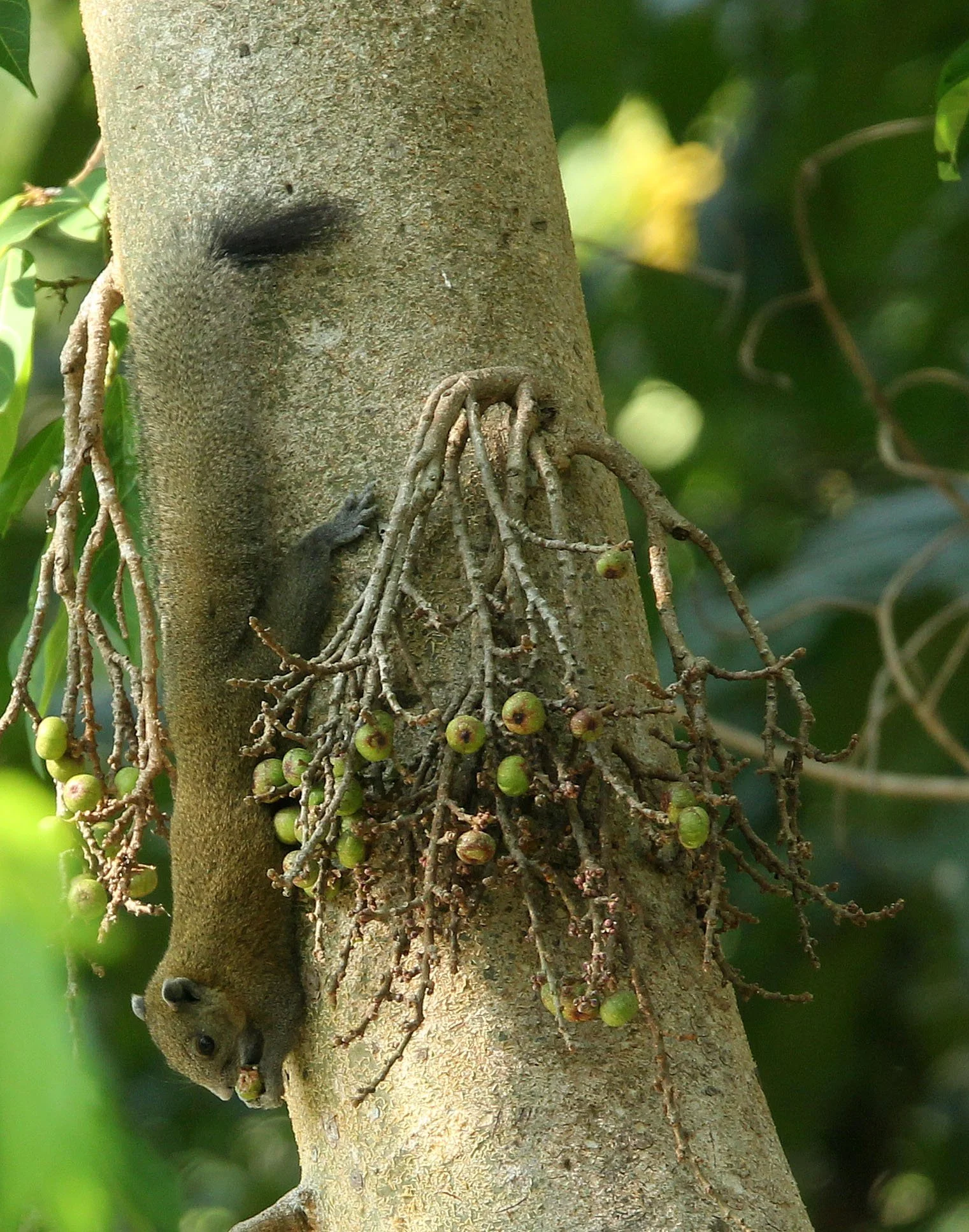 Callosciurus caniceps caniceps - MAINLAND GREY-BELLIED SQUIRREL -  KAENG KRACHAN NP THAILAND (11).JPG