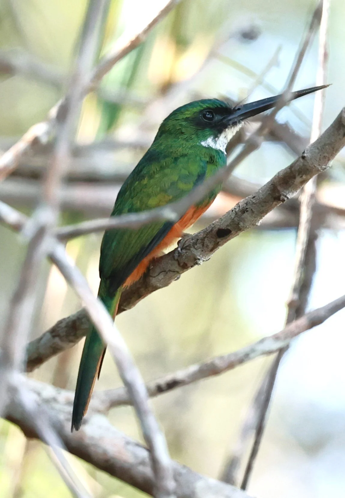 Jacamar - Rufous-tailed Jacamar - Galbula ruficauda - Illeus, Bahia Brazil, Una Township Area (5).JPG