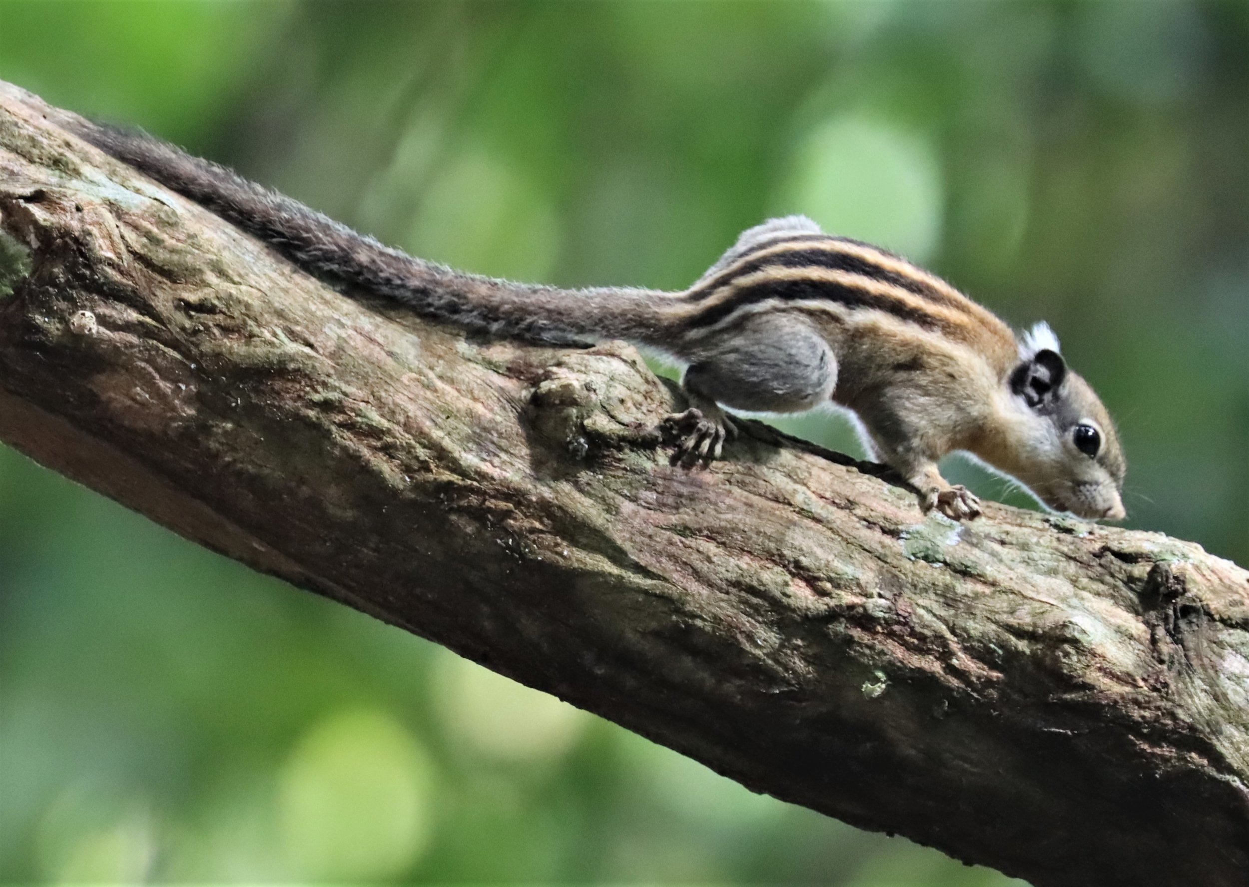 Tamiops rodolphii - CAMBODIAN STRIPED SQUIRREL - WAT THAM PRATHUN CHONBURI (3).jpg