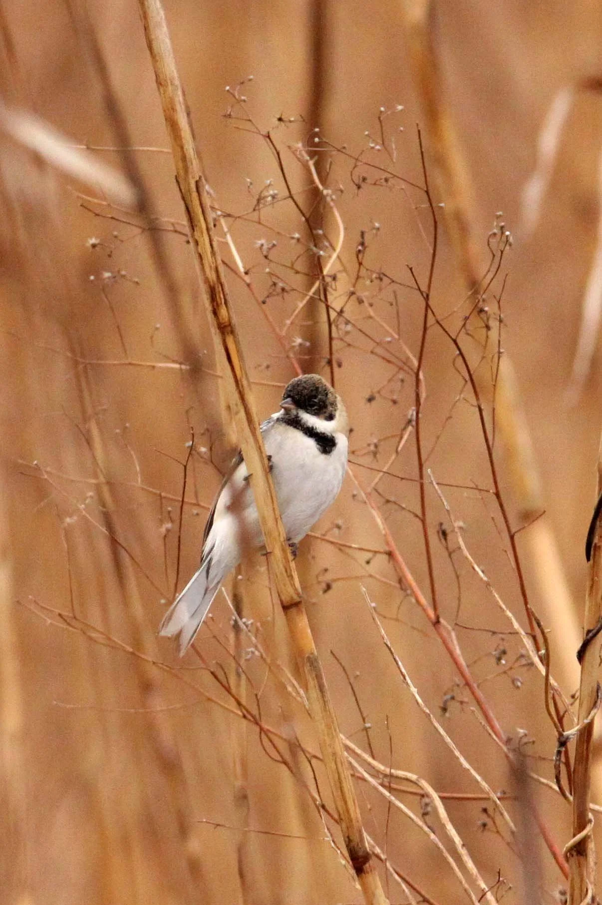 Pallas's (Reed) Bunting (Emberiza pallasi) Yancheng China (9).JPG