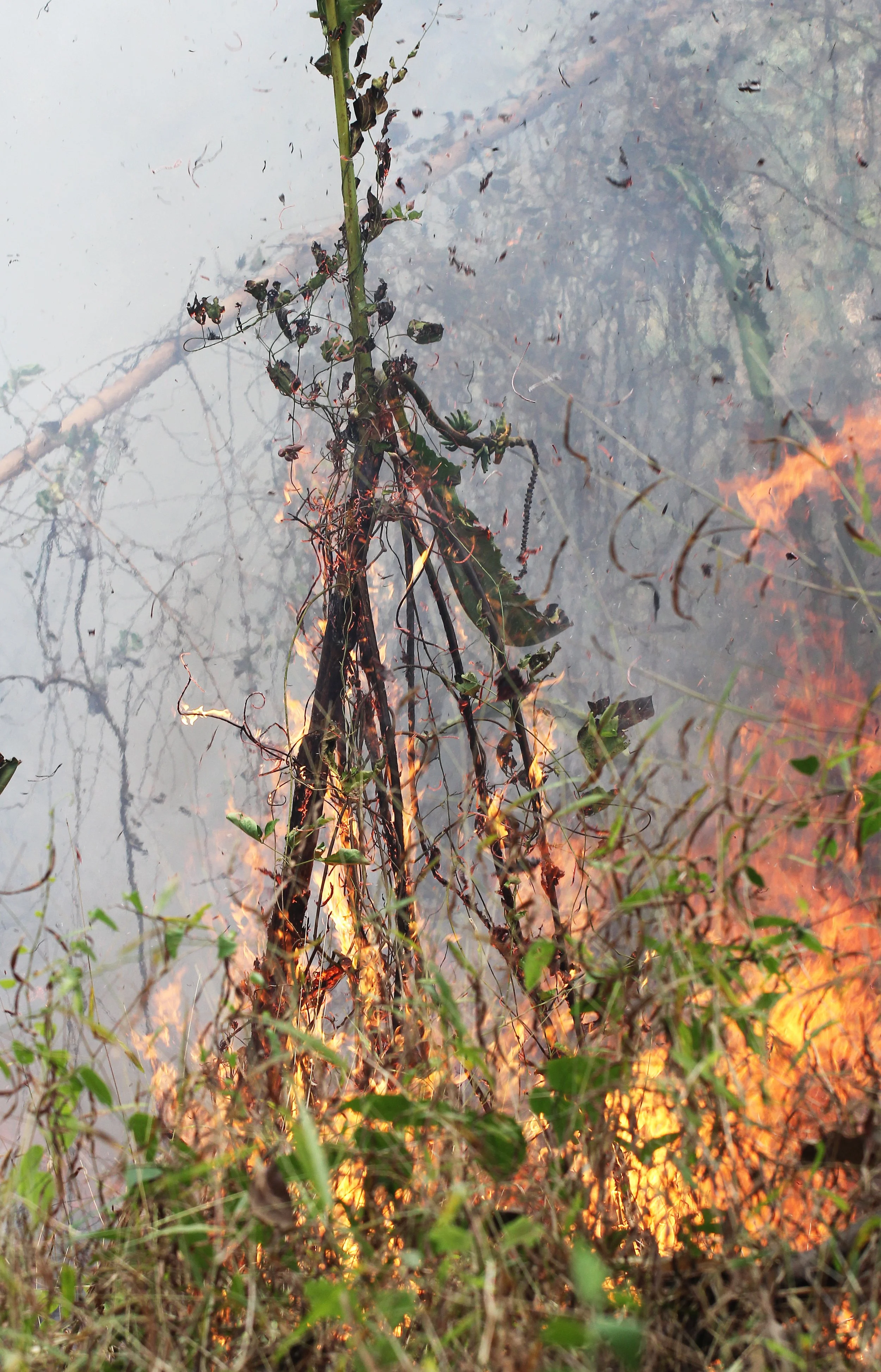 2015 Huai Mai Dee Huai Kha Khaeng Wildlife Refute (34).JPG