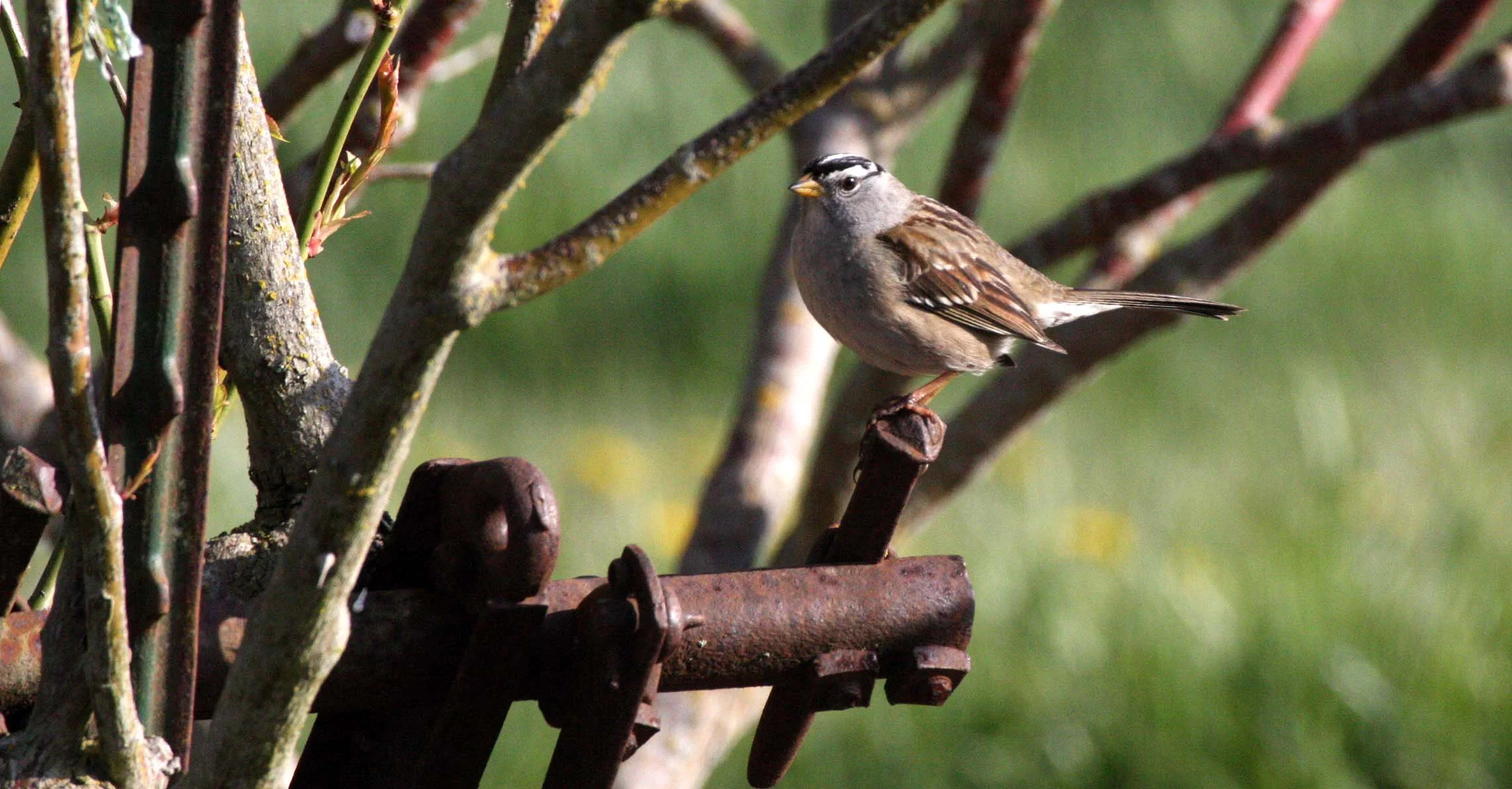 BIRD - SPARROW - WHITE-CROWNED SPARROW - SEQUIM PRAIRIE WA.JPG