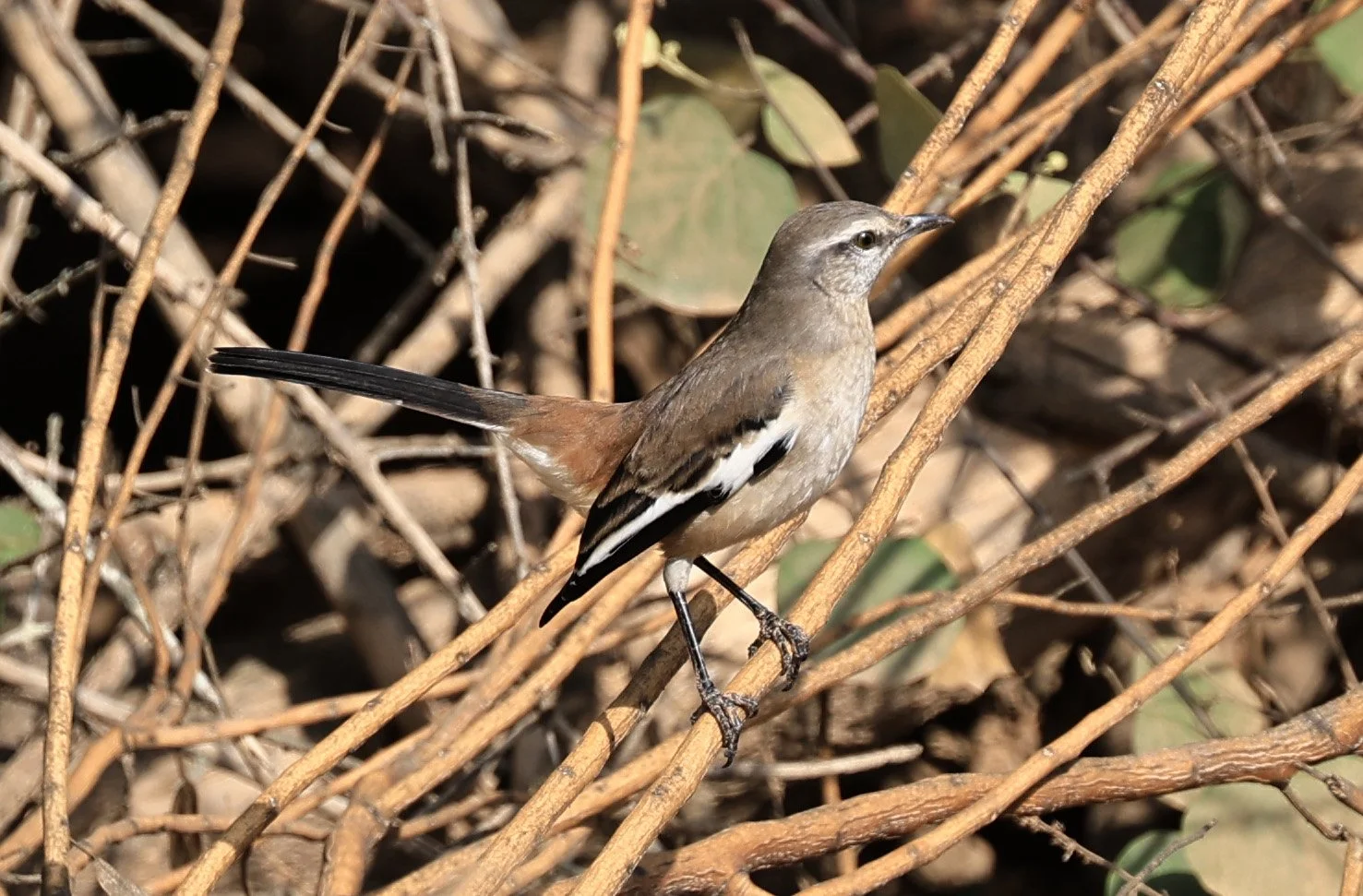 White-banded Mockingbird (Mimus triurus) Hotel Campestre Iparoma Paraguay (7).jpg