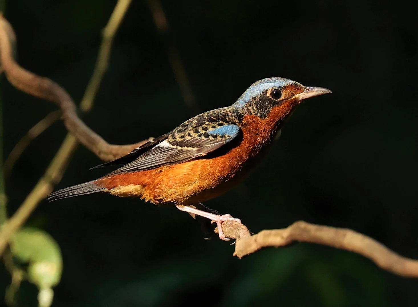 ROCK-THRUSH - WHITE-THROATED ROCK-THRUSH - Monticola gularis - WAT THAM PRATHUM CHONBURI JAN 30 2022 (30).jpg