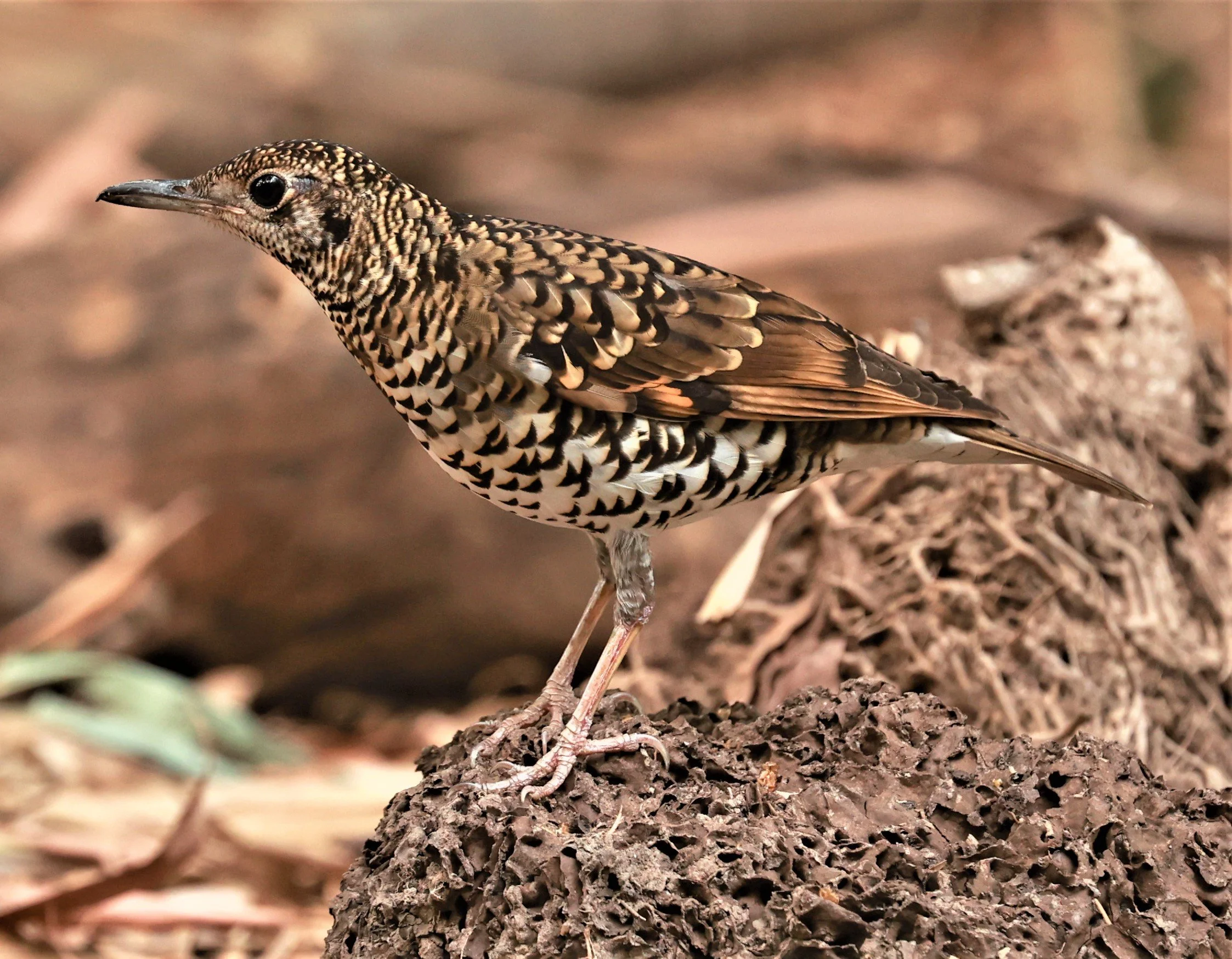 White's Thrush (Zoothera aurea) Putthamonthon Park Nakhon Pathom Thailand (12).jpg