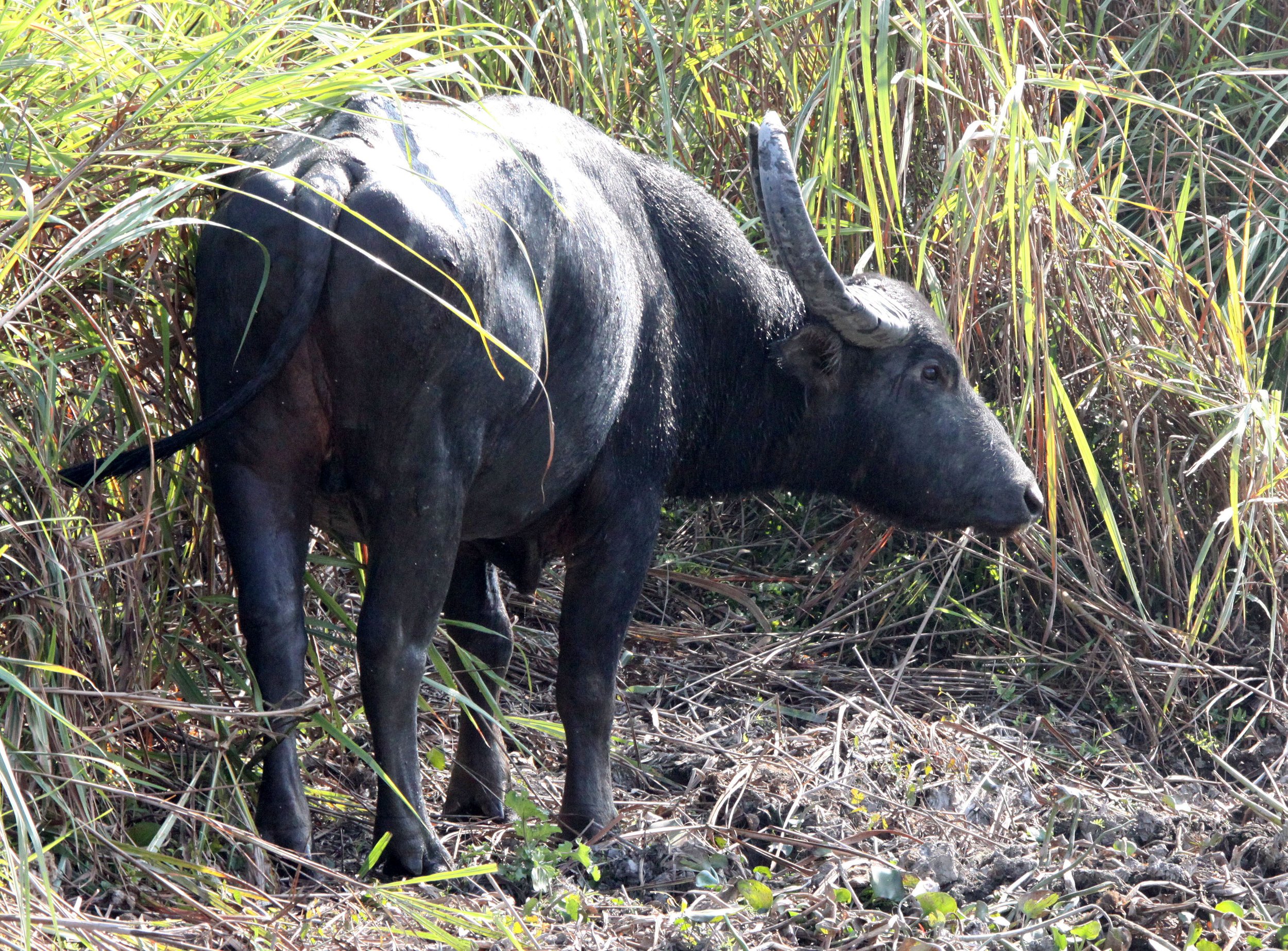 Genus Bubalus Water Buffalo — Coke Smith Wildlife