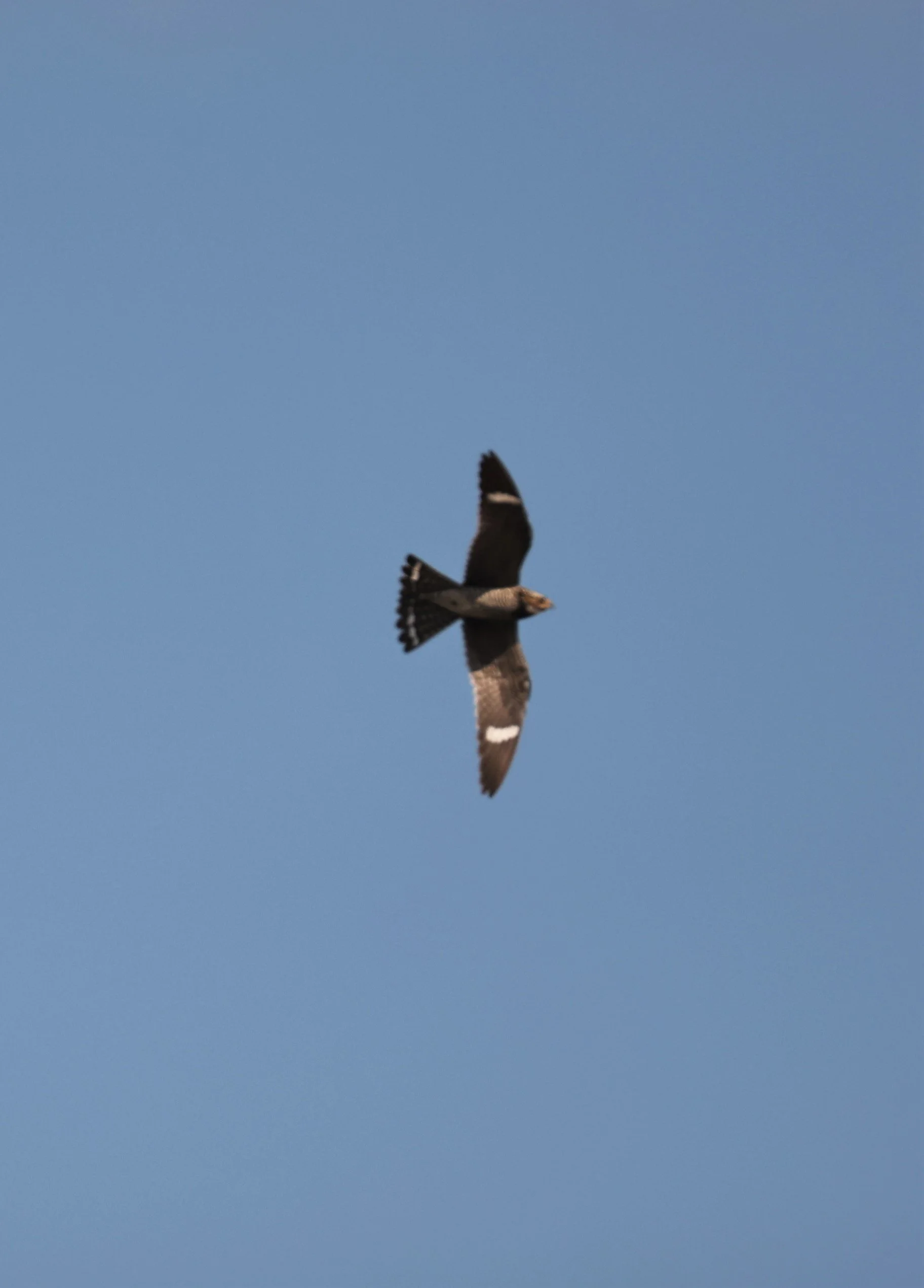 Chordeiles minor - COMMON NIGHTHAWK - MONO LAKE CALIFORNIA AUGUST 2022 (9).jpg