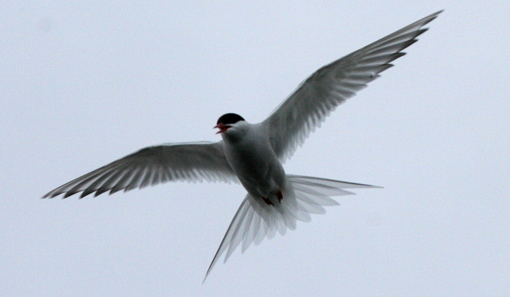 BIRD - TERN - ARCTIC TERN - SVALBARD (44).jpg
