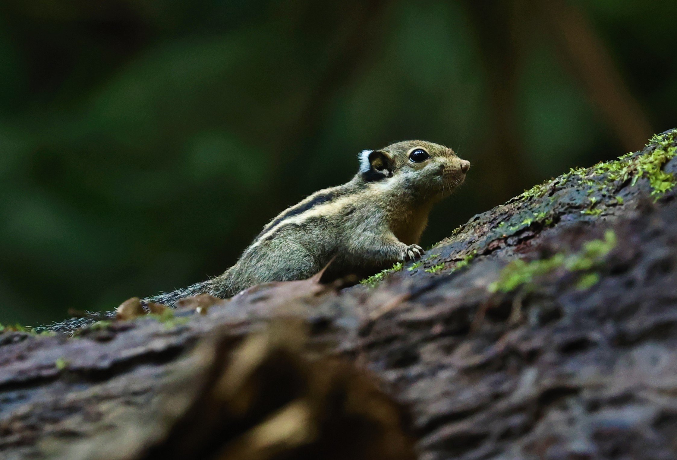 Tamiops mcclellandii - HIMALAYAN STRIPED SQUIRREL - BUKIT TINGGI MALAYSIA JUNE 2022 (16).jpg