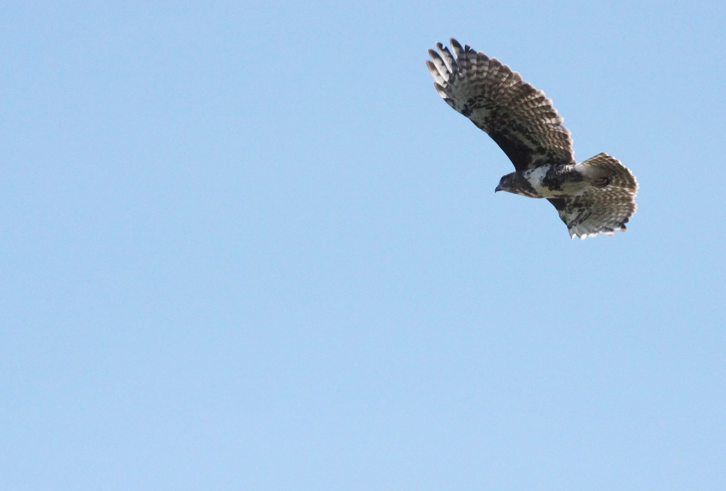 Buteo brachypterus - MADAGASCAR BUZZARD - ANKARANA NATIONAL PARK MADAGASCAR (12).JPG