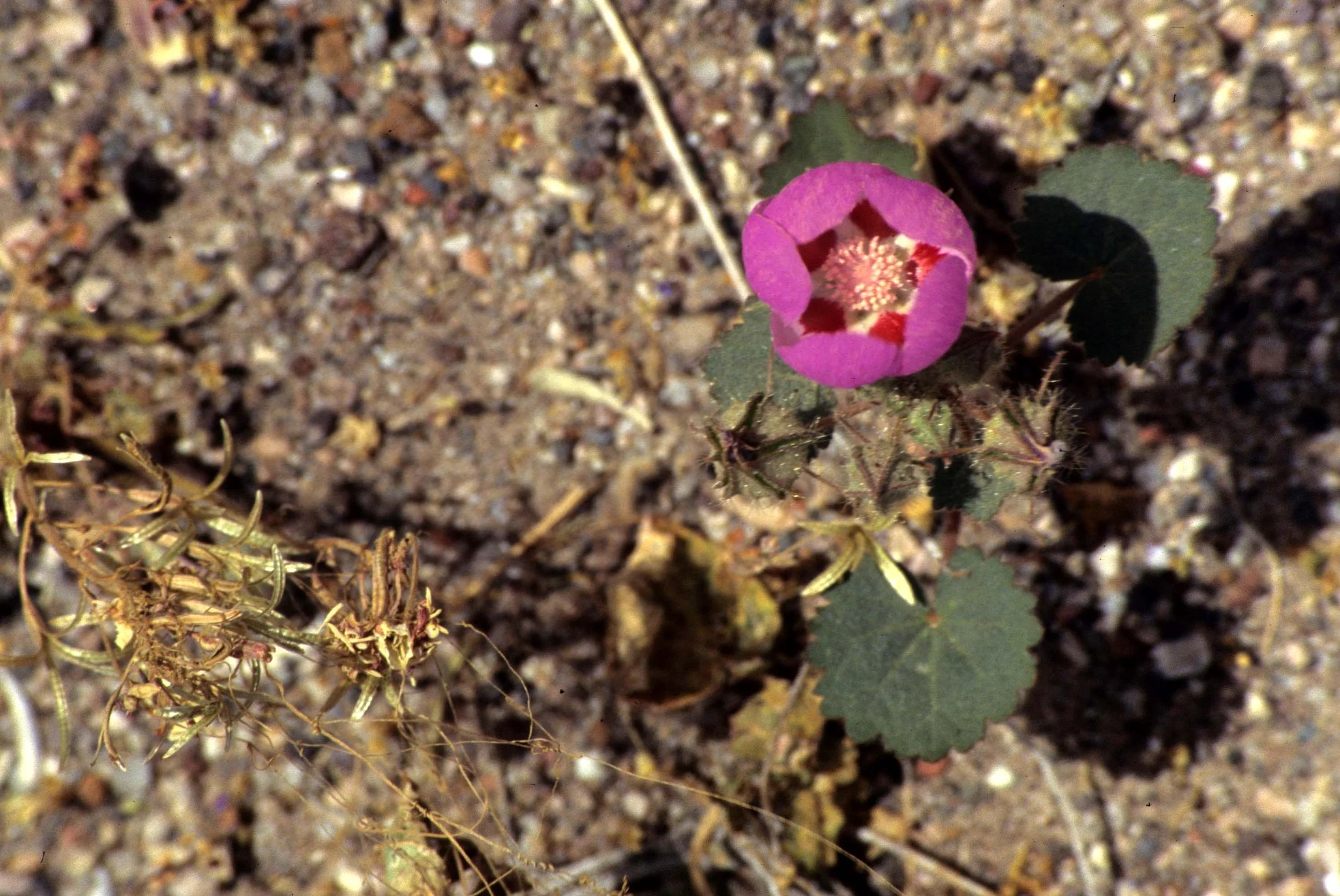 DEATH VALLEY - EREMALCHE ROTUND - DESERT FIVE SPOT.jpg