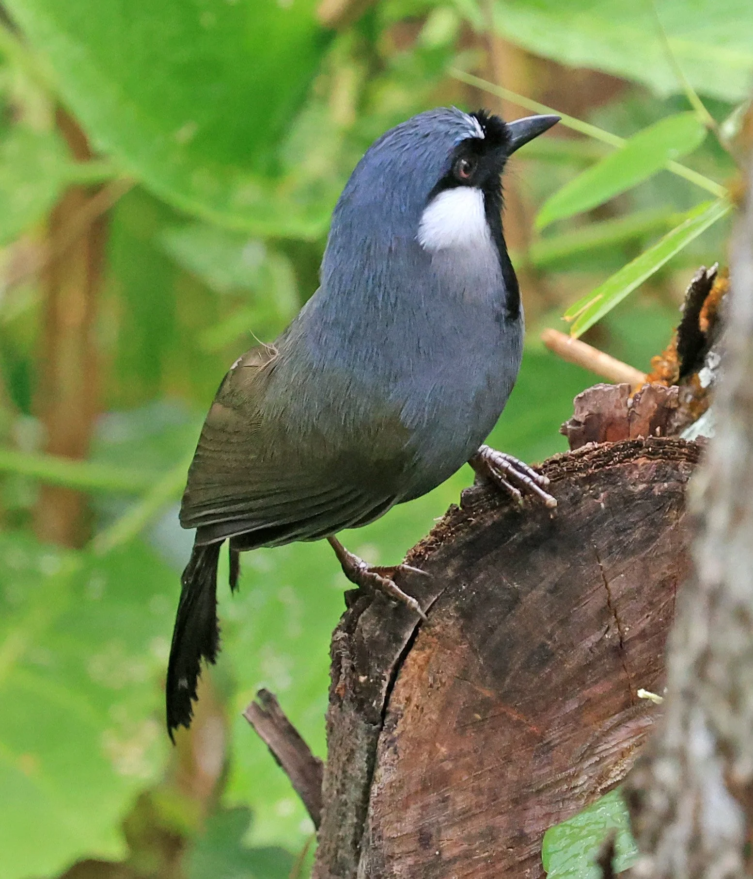 Black-throated Laughingthrush (Pterorhinus chinensis) Khao Yai National Park Feb 2026 Day 2 (11).jpg