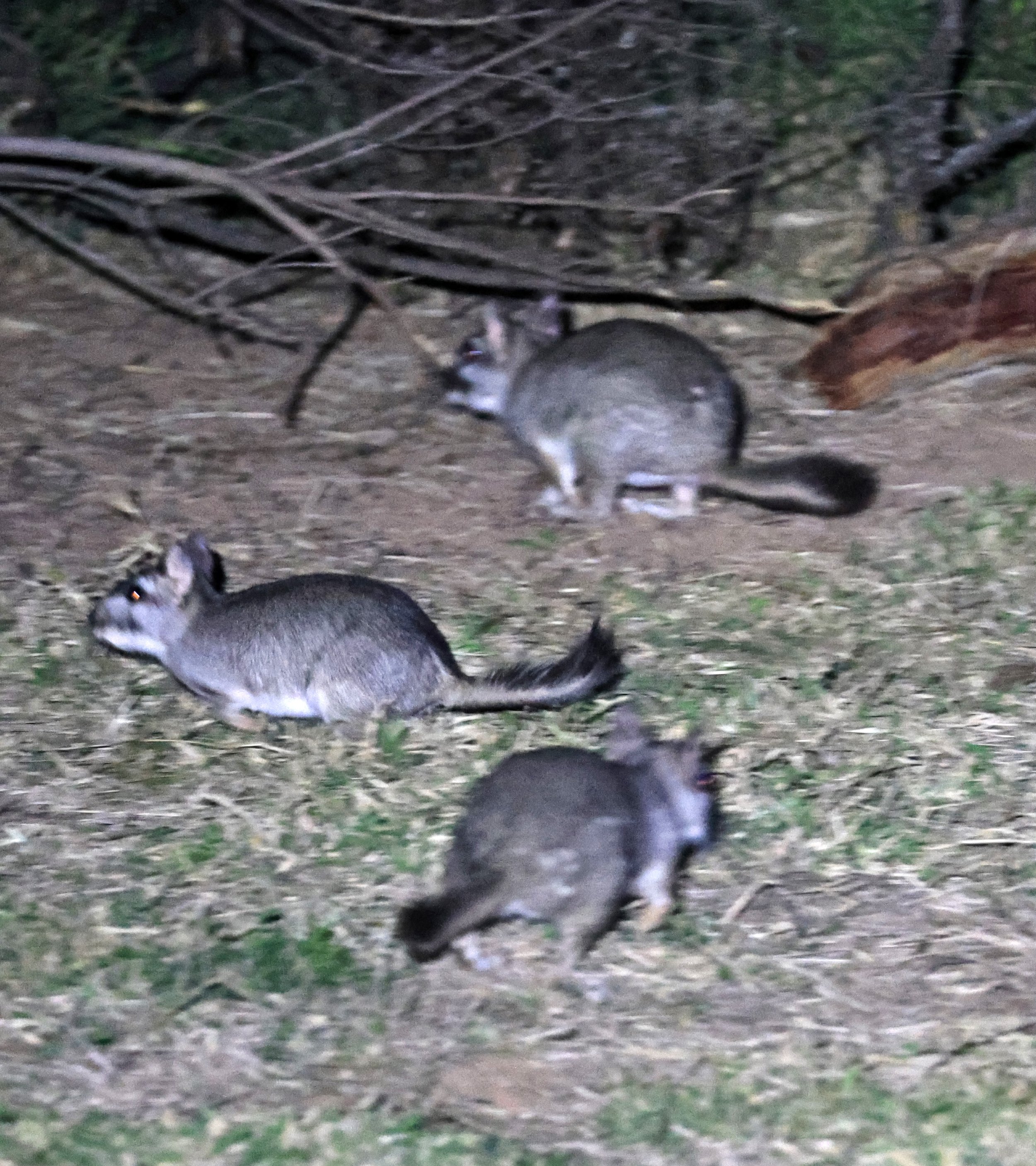 Plains Vizcacha (Lagostomus maximus) Reserva Natural Canada el Carmen, Paraguay  (2).jpg
