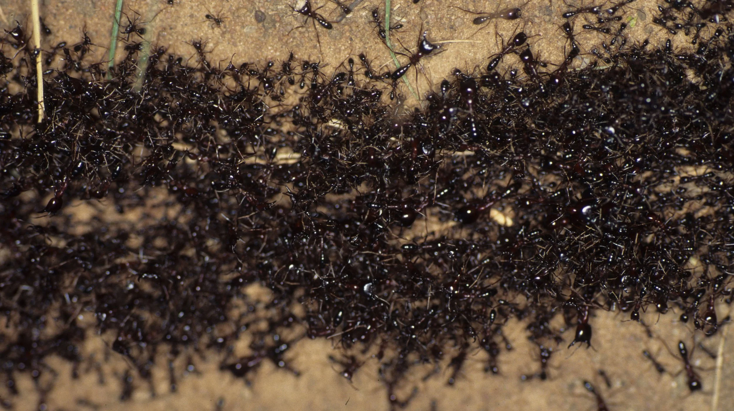 INVERTS - HYMENOPTERA - ARMY ANTS - UGANDA A (4).jpg