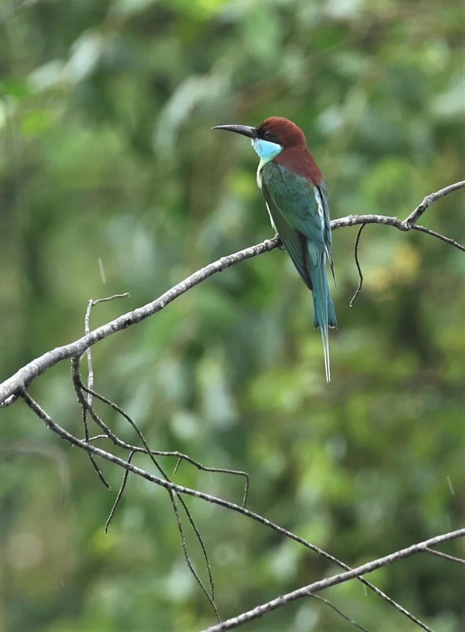 BEE-EATER - BLUE-THROATED BEE-EATER - Merops viridis - PAK PHAYUN DISTRICT, PATTHALUNG APRIL 2022 (8).jpg