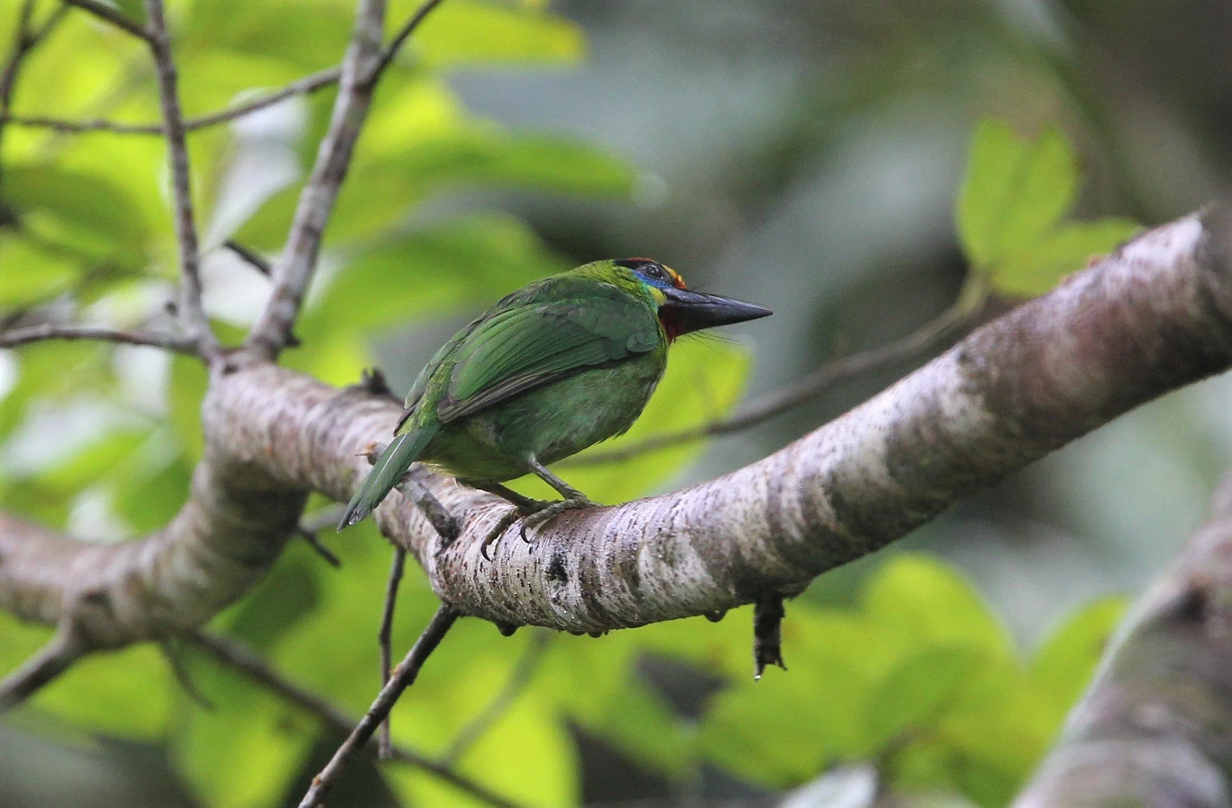 BARBET - RED-CROWNED BARBET - Megalaima rafflesii - HALA BALA NATIONAL WILDLIFE SANCTUARY (3).jpg
