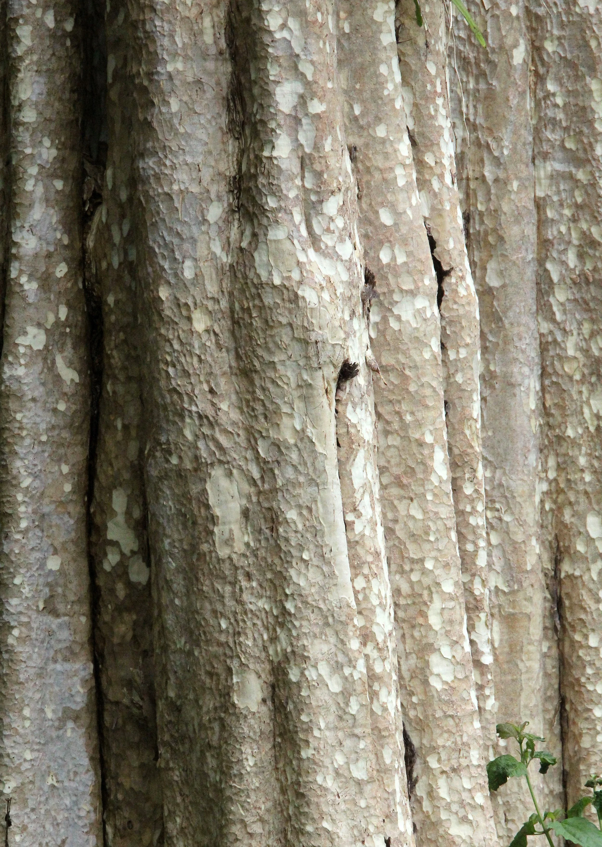 2017 Phu Khieo Wildlife Sanctuary  (13).JPG