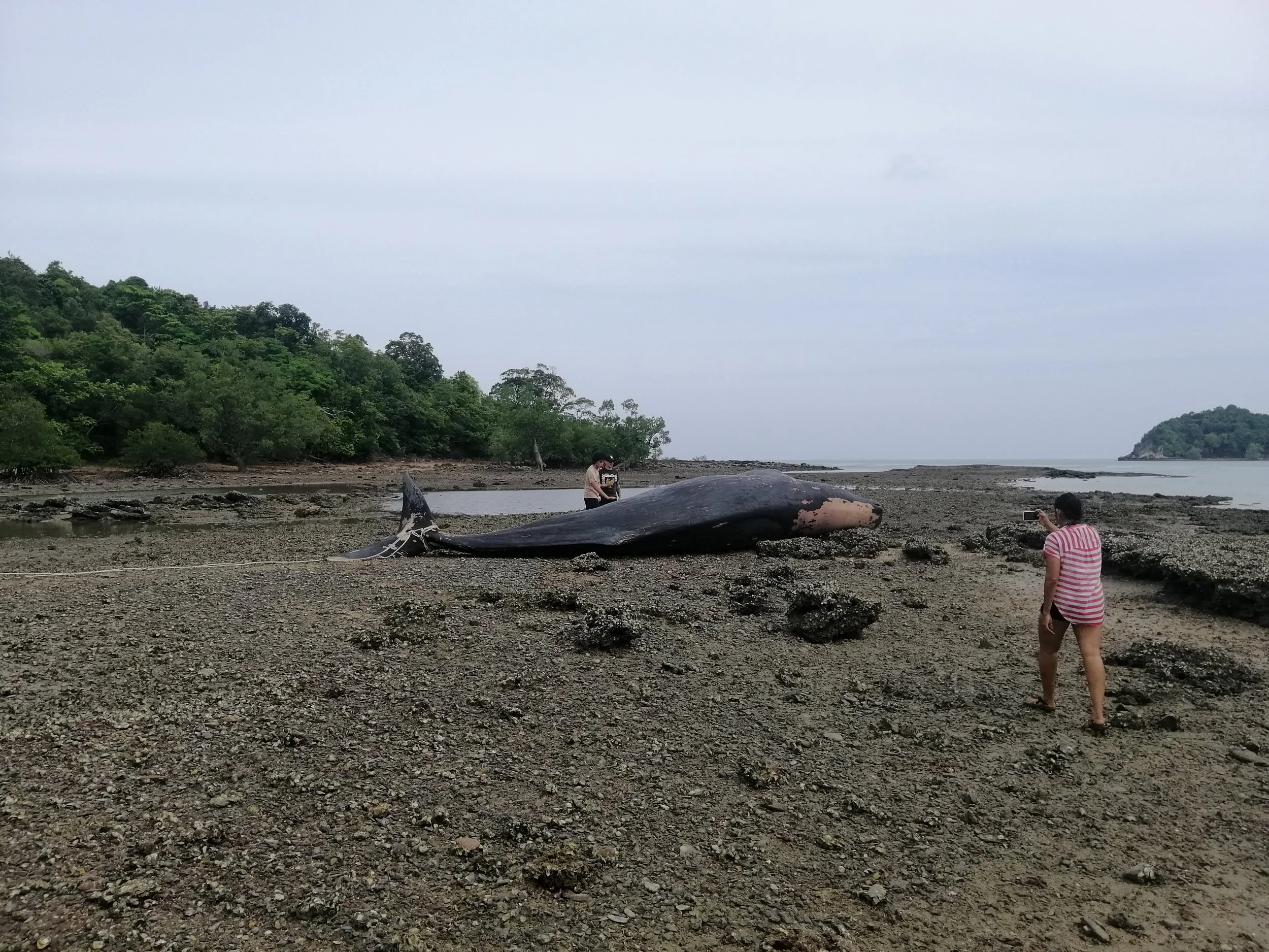 2019 Koh Lanta Dead Sperm Whale Summer Trip (2).jpg