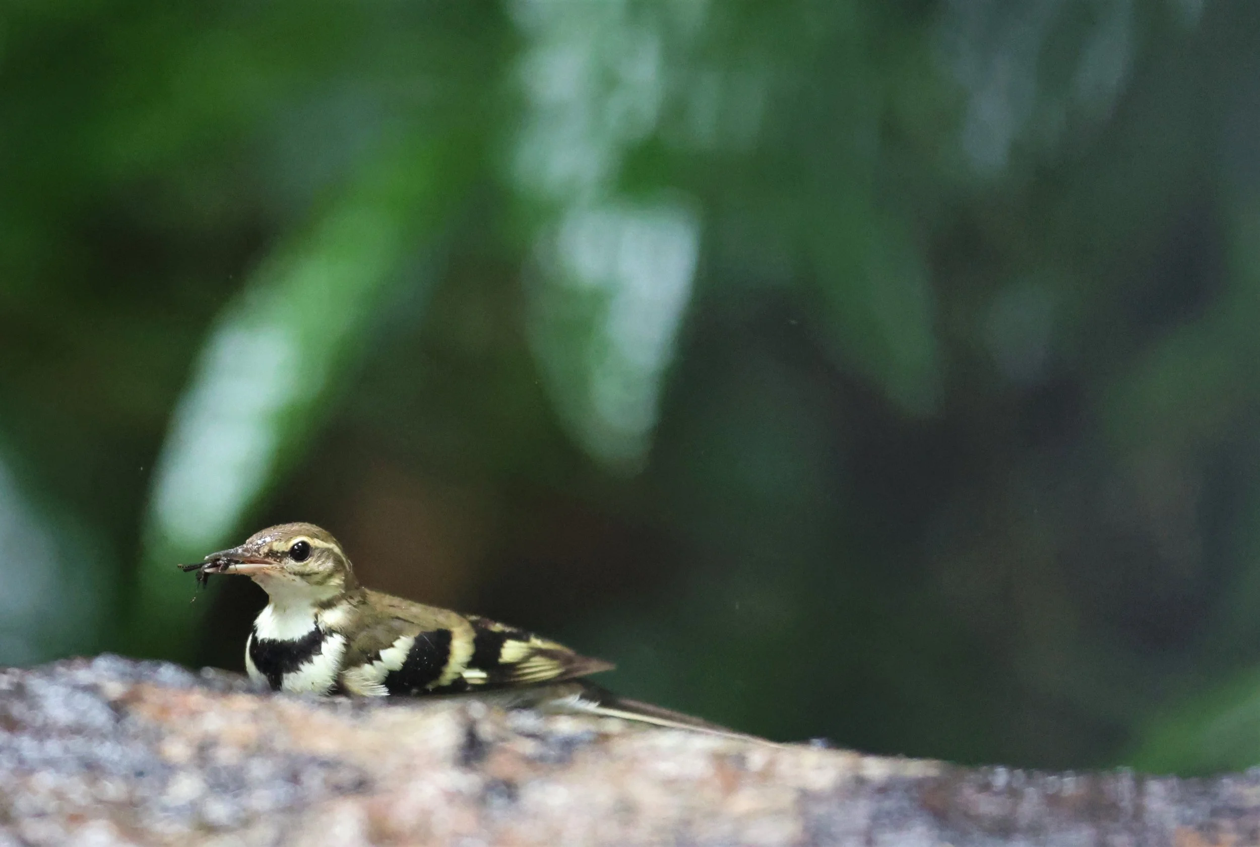 FOREST WAGTAIL - Dendronanthus indicus -KAENG KRACHAN NATIONAL PARK 16 OCT 2021 (103).jpg