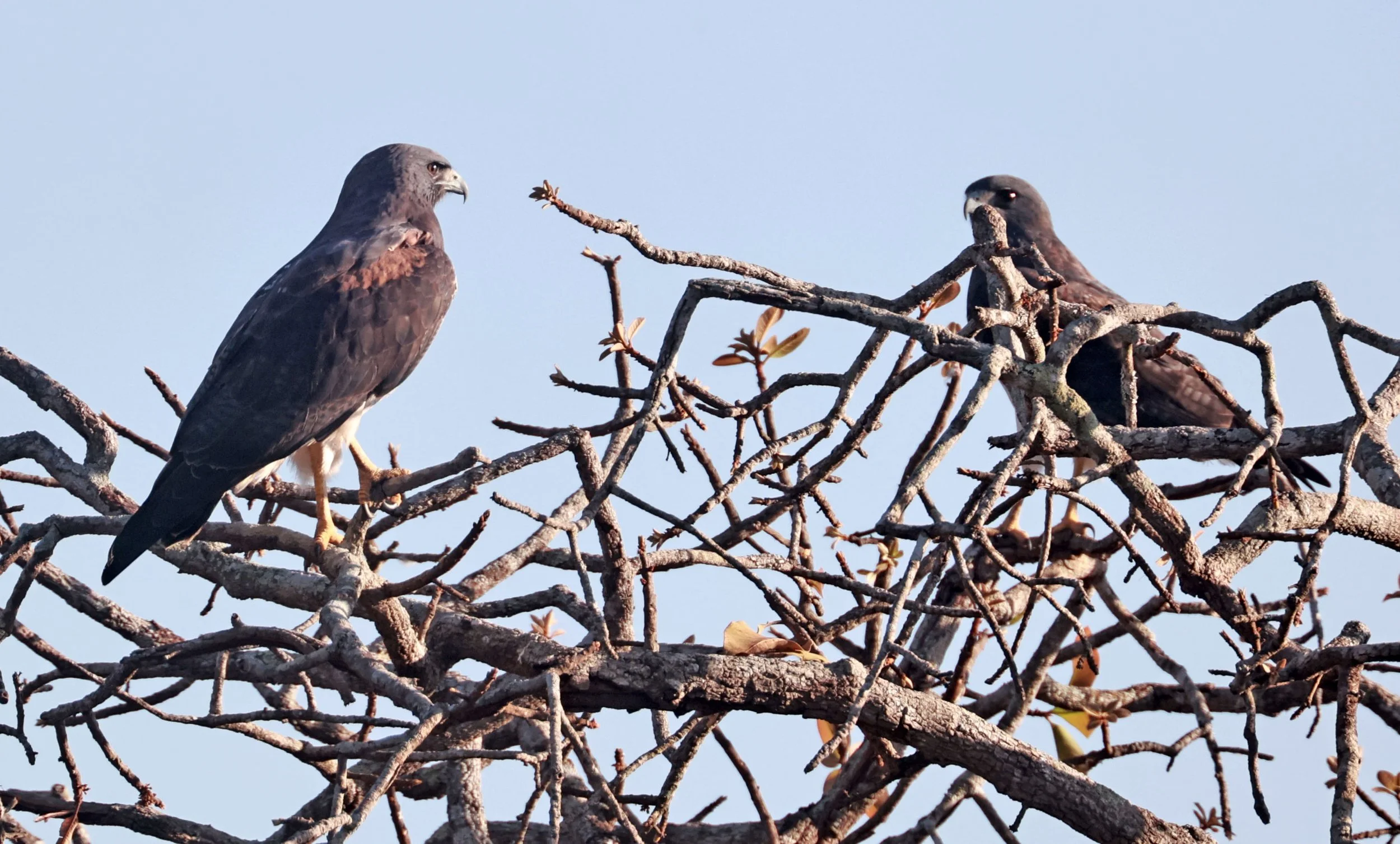 Hawk - White-tailed Hawk - Geranoaetus albicaudatus - Emas National Park, Goias State, Brazil (34).jpg