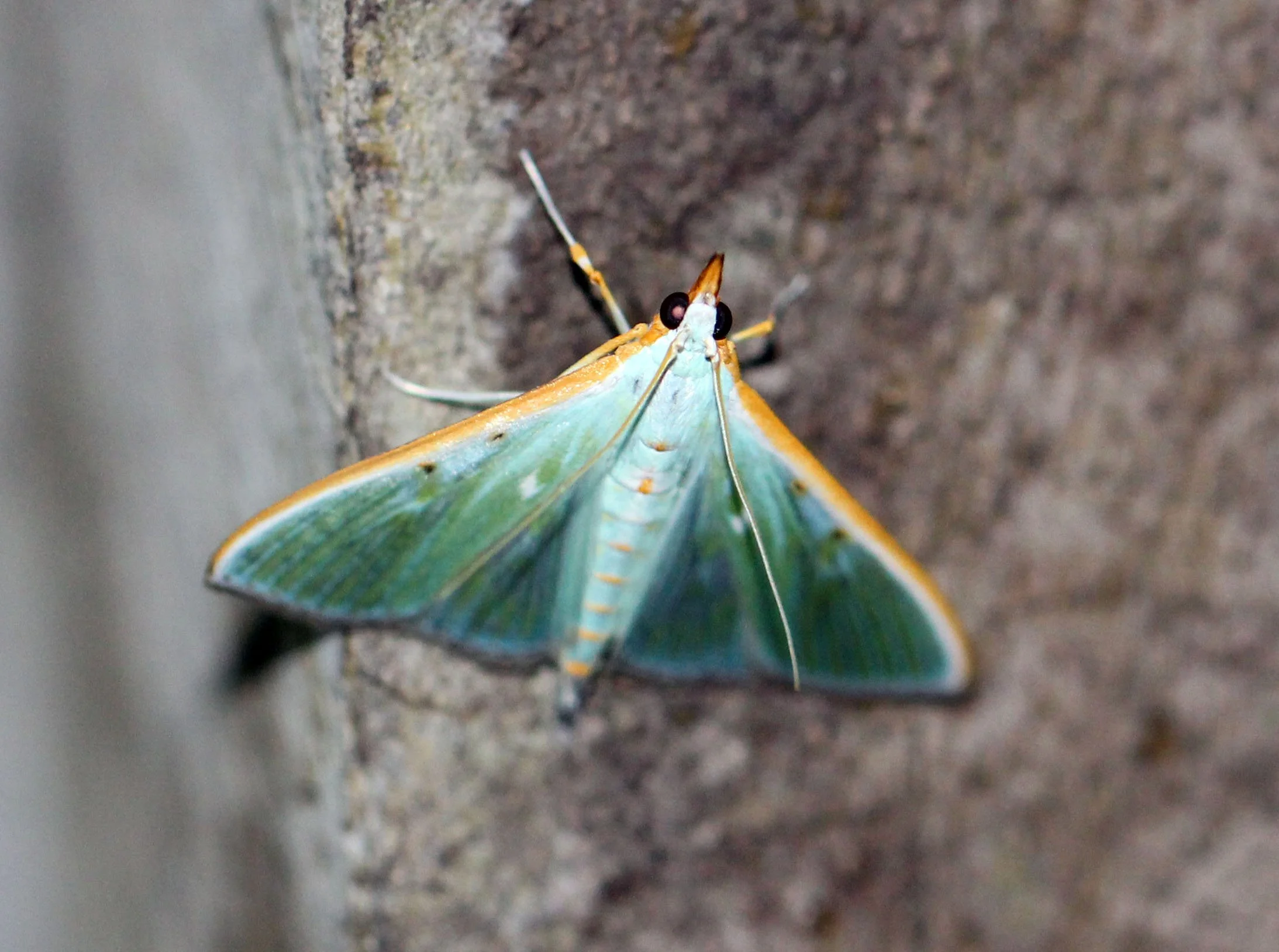 Arthroschista hilaralis, commonly referred to as the Kadam Defoliator. 