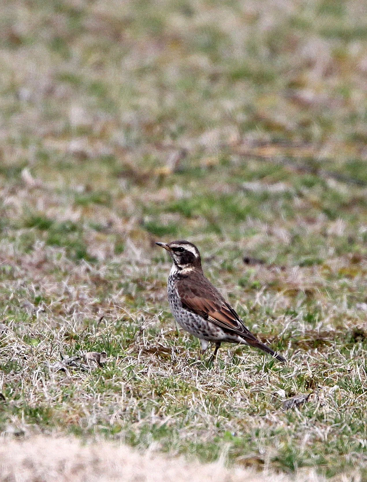 Dusky Thrush (Turdus eunomus) Binjiang Forest Park Shanghai (6).JPG