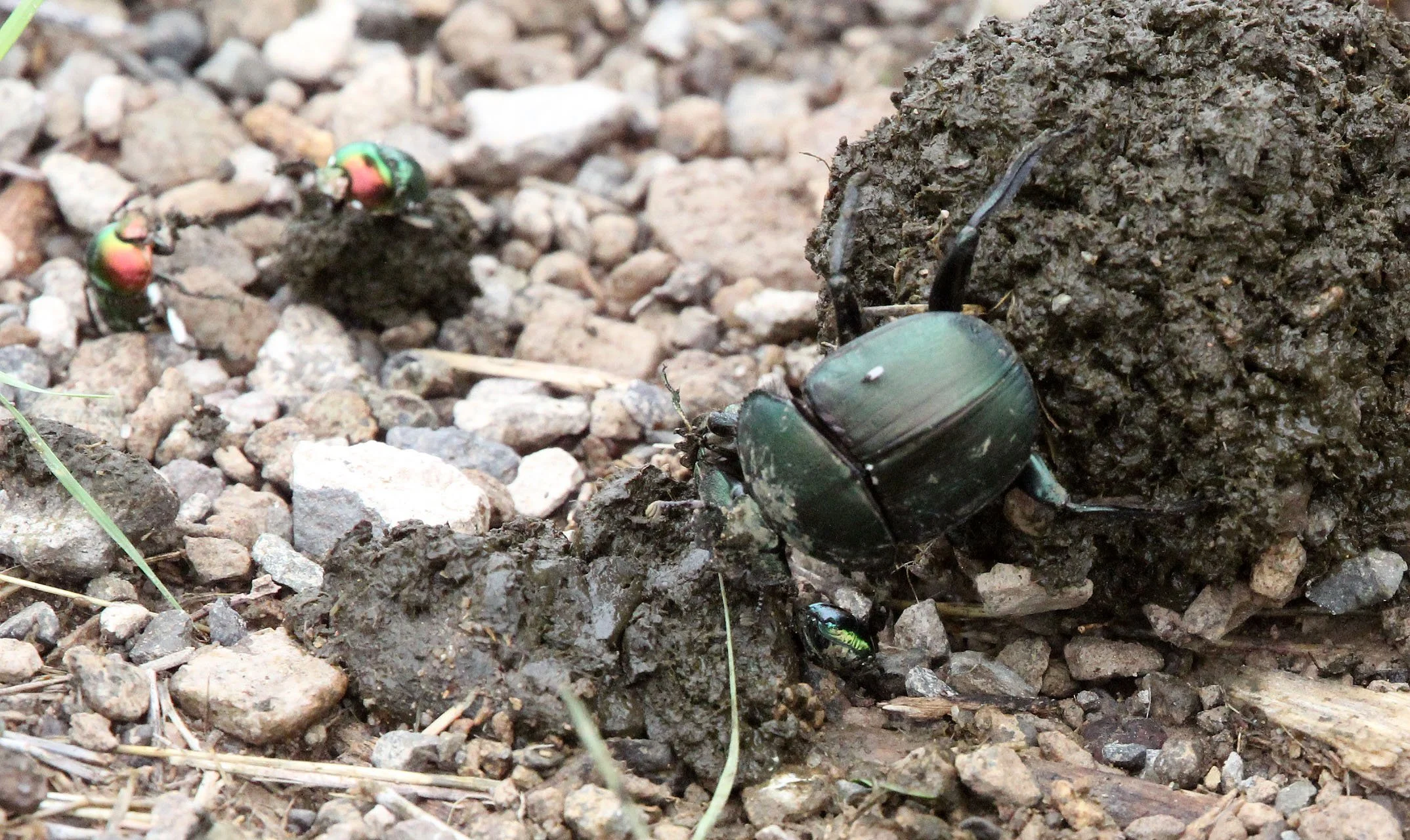 Kheper species - Awash National Park, Ethiopia