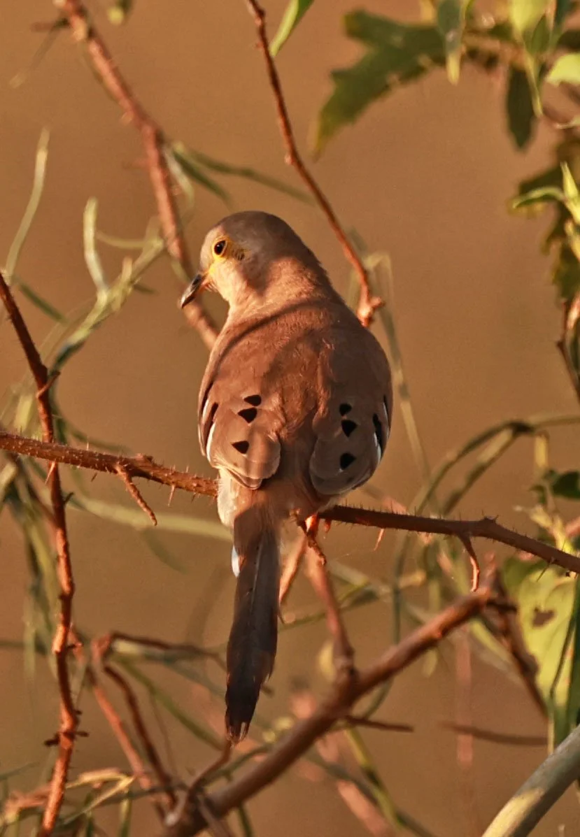 Long-tailed Ground-Dove (Uropelia campestris) Pantanal, Pouso Alegre Lodge, Brazil (9).jpg
