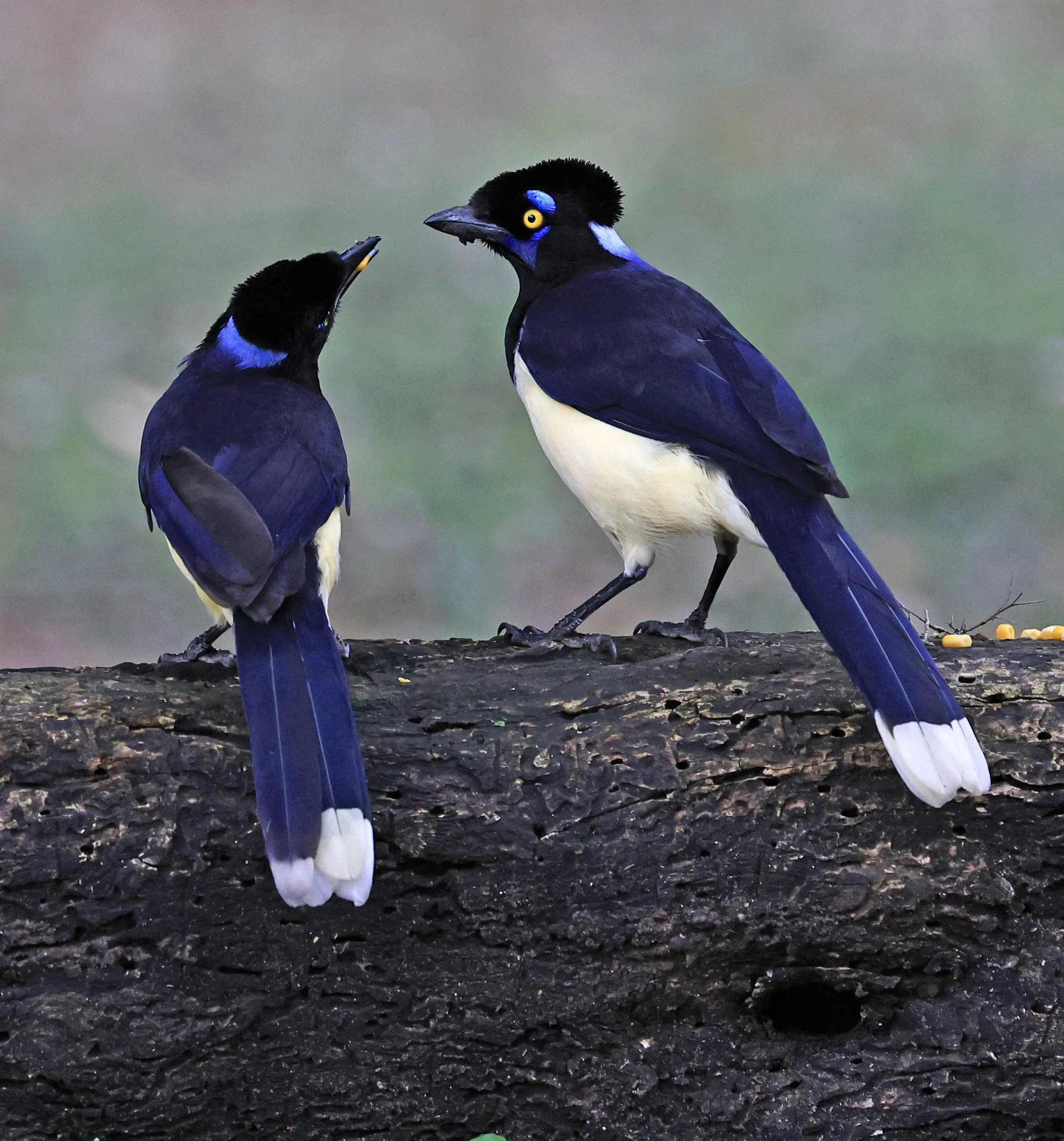 Plush-crested Jay (Cyanocorax chrysops) El Palmar National Park, Entre Rios, Argentina (12).jpg